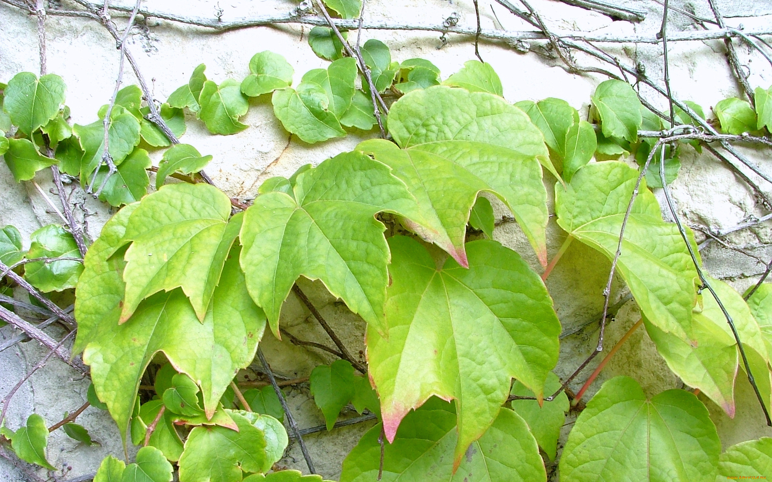 природа, листья, стена, фон