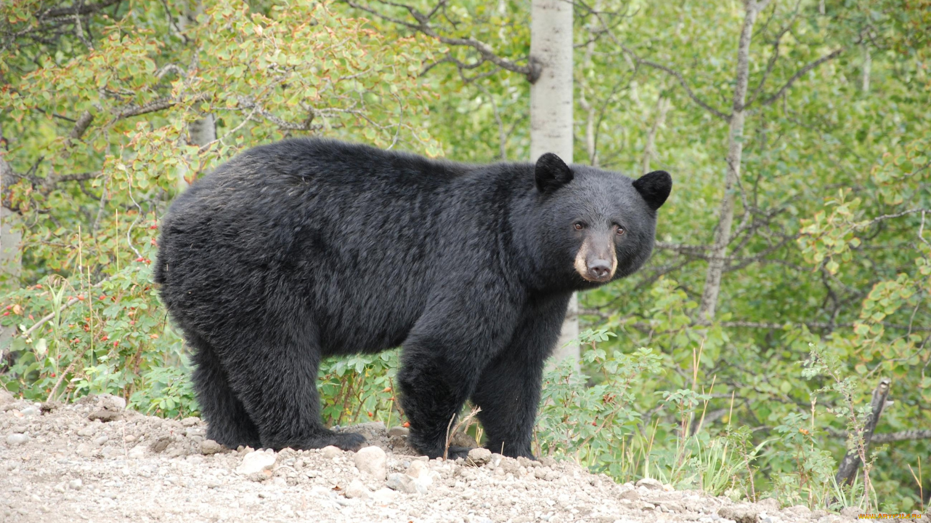 барибал, животные, медведи, лес, хищник, чёрный, медведь