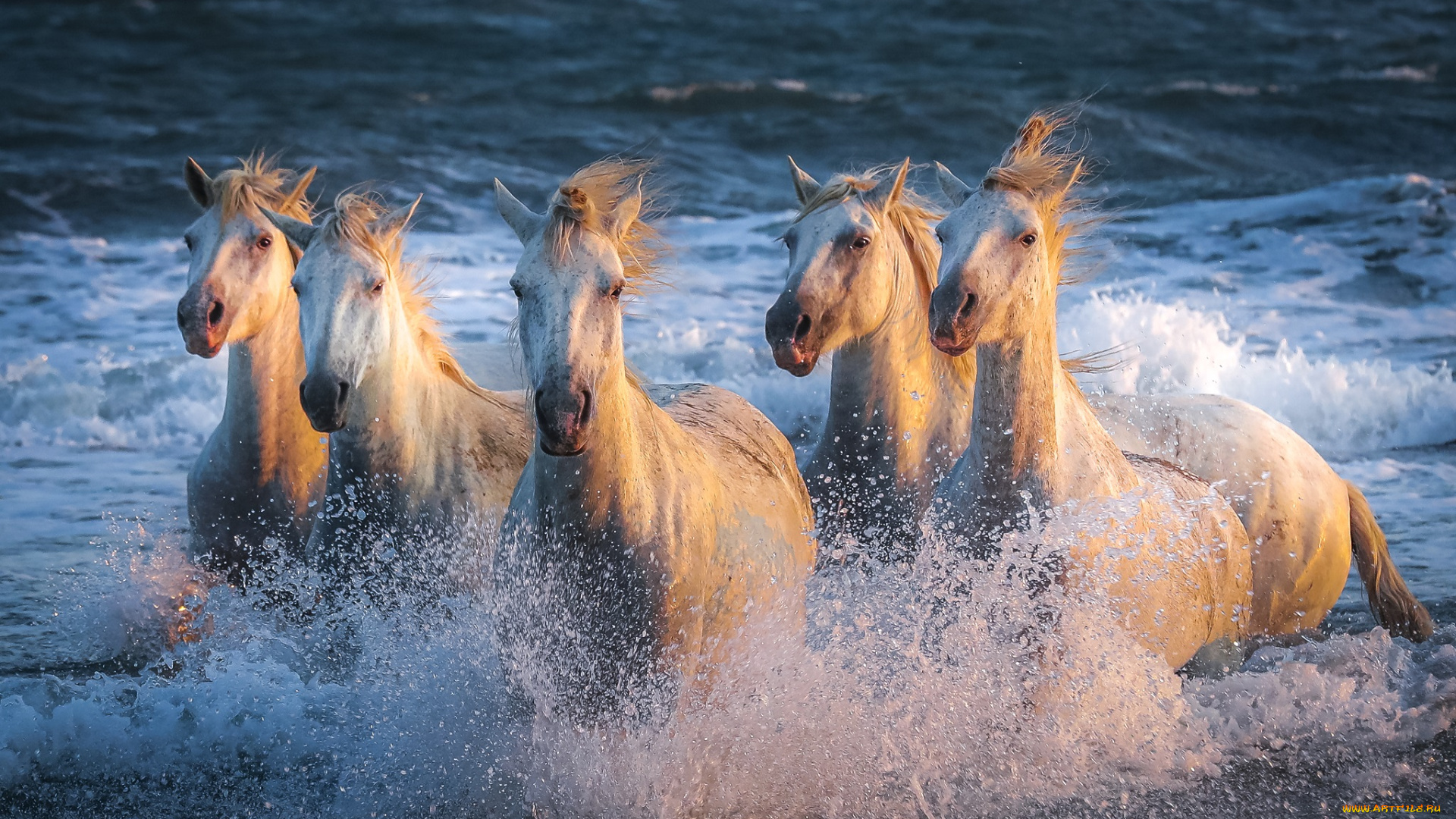 животные, лошади, галоп, движение, скачут, бег, табун, брызги, кони