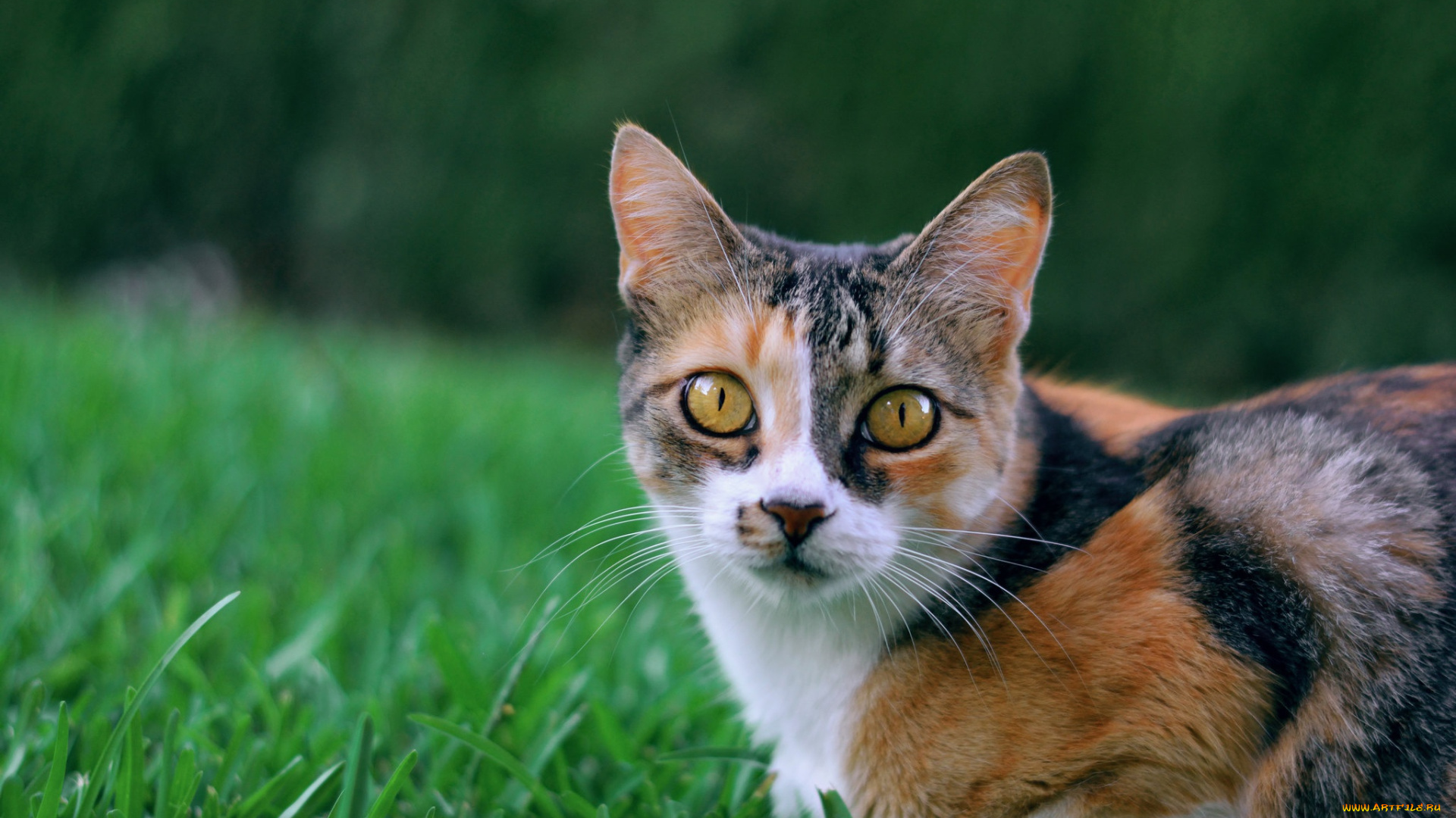 животные, коты, взгляд