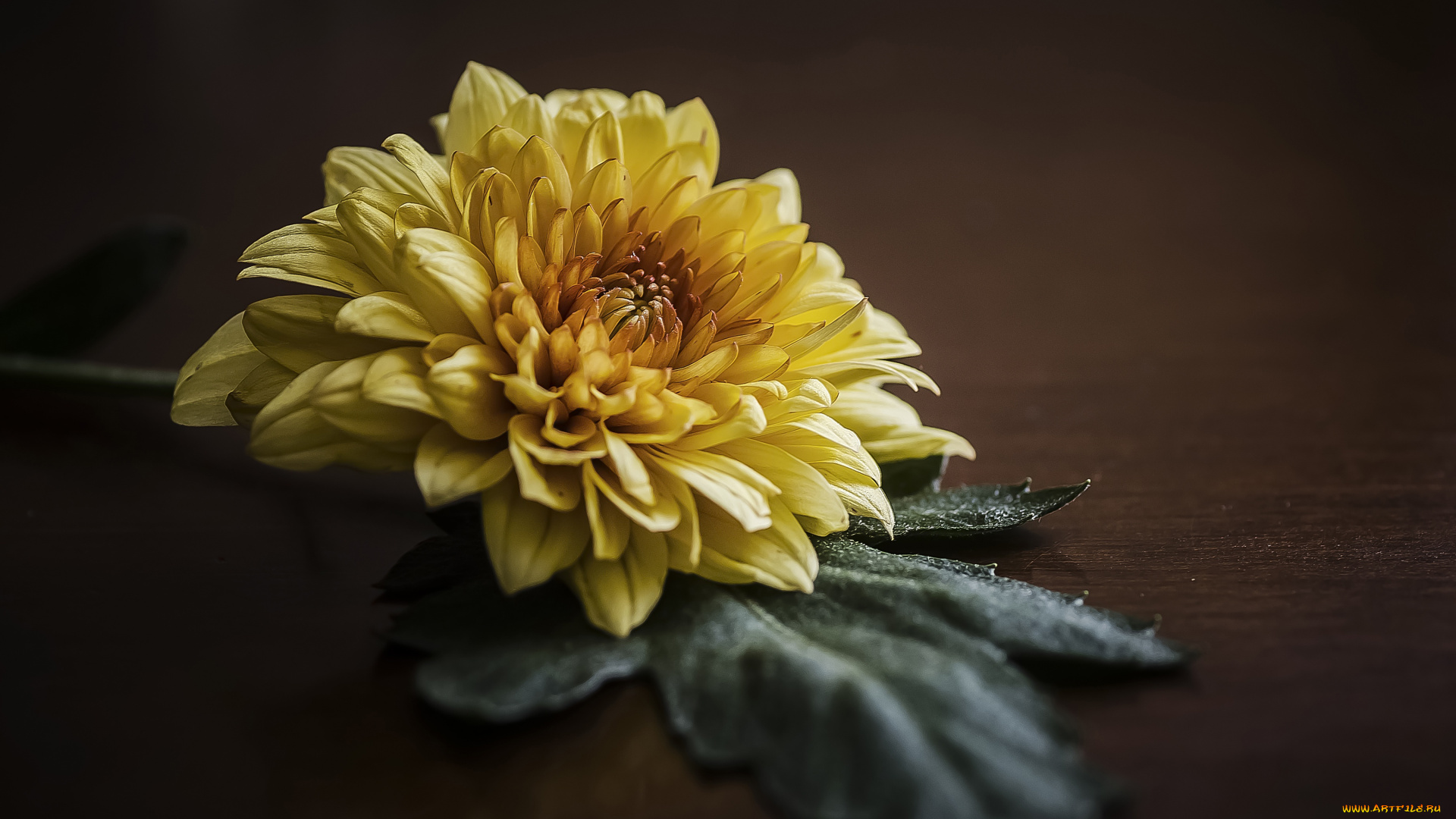 цветы, хризантемы, хризантема