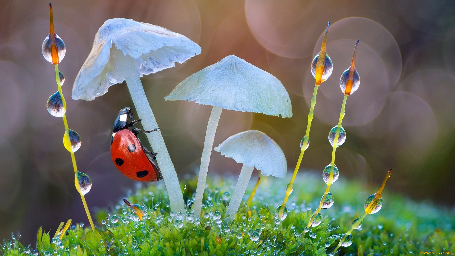 животные, божьи, коровки, roberto, aldrovandi