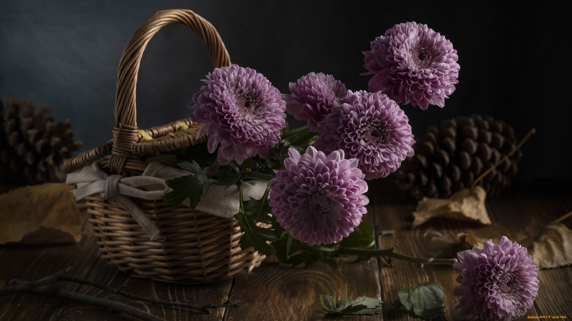 цветы, хризантемы, корзина, фон