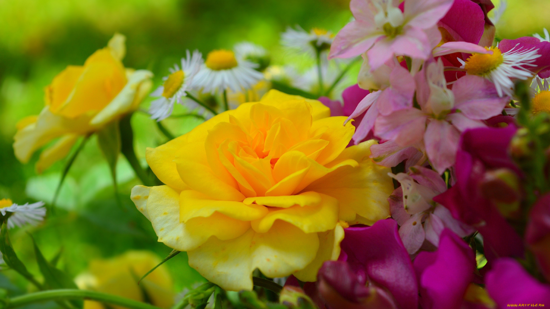 цветы, разные, вместе, жёлтая, роза