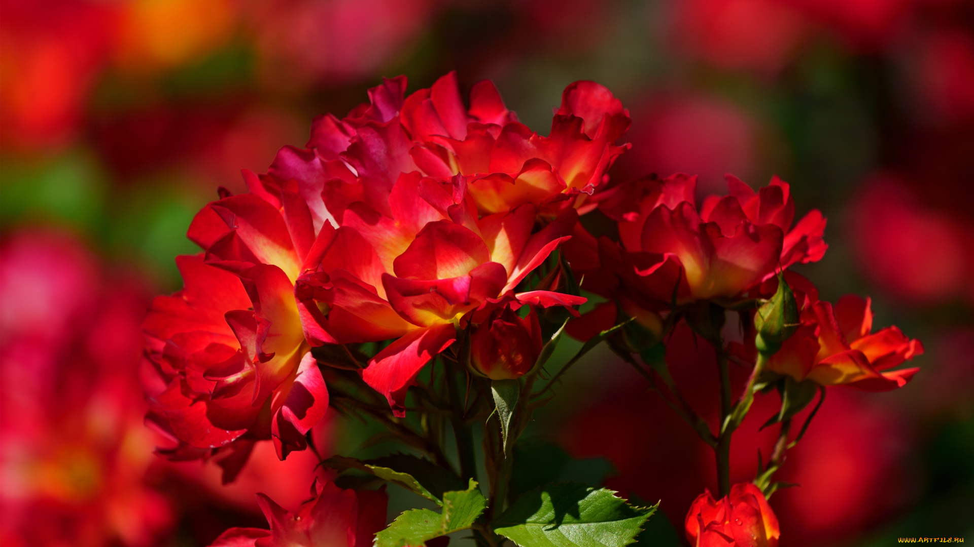 цветы, розы