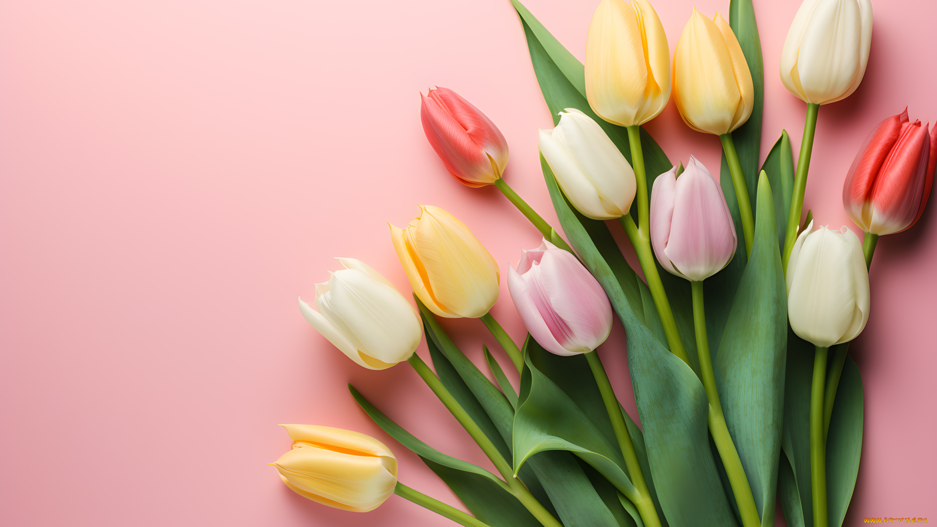 цветы, тюльпаны, фон