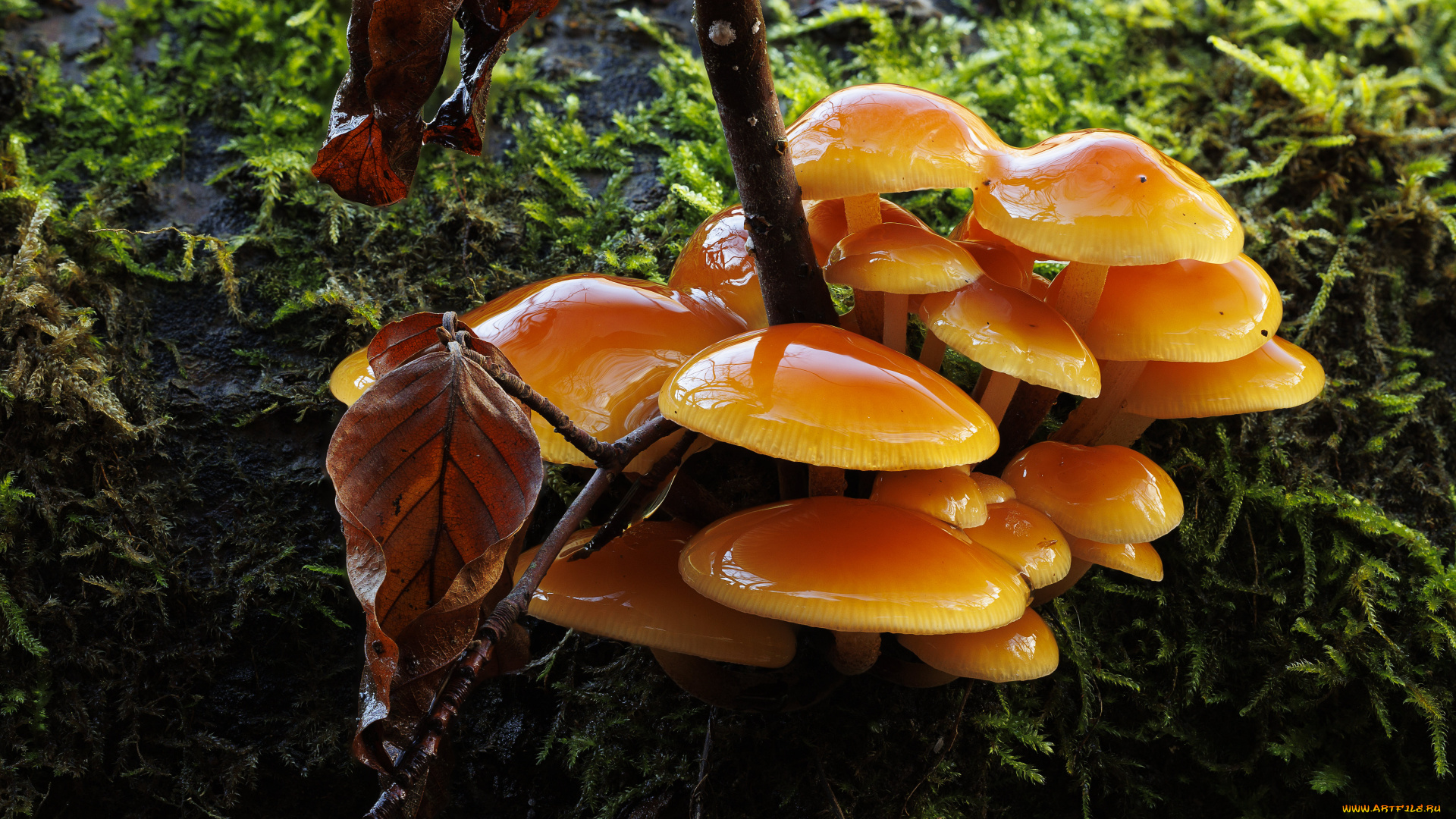 природа, грибы