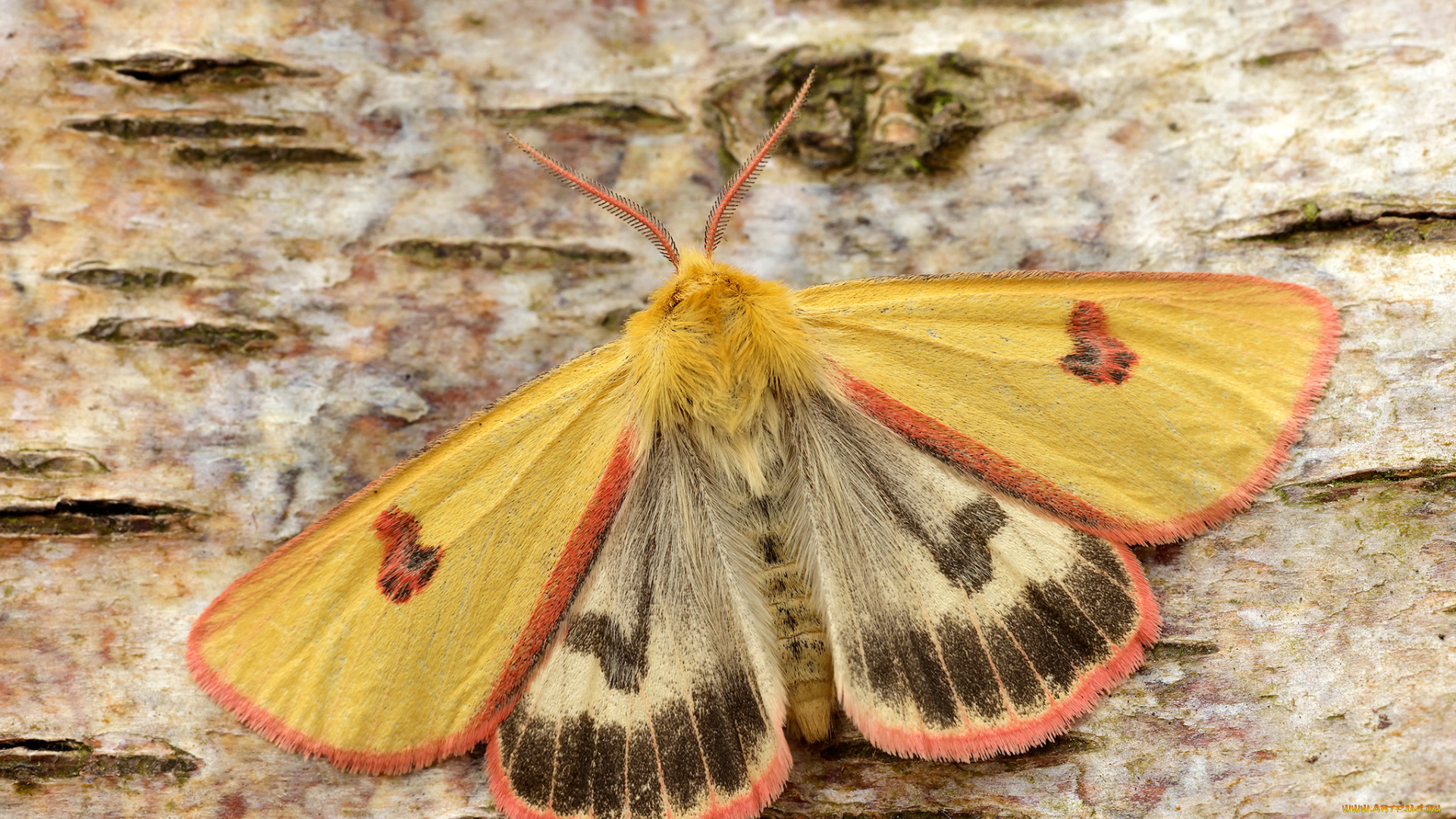 животные, бабочки, , мотыльки, , моли, моль