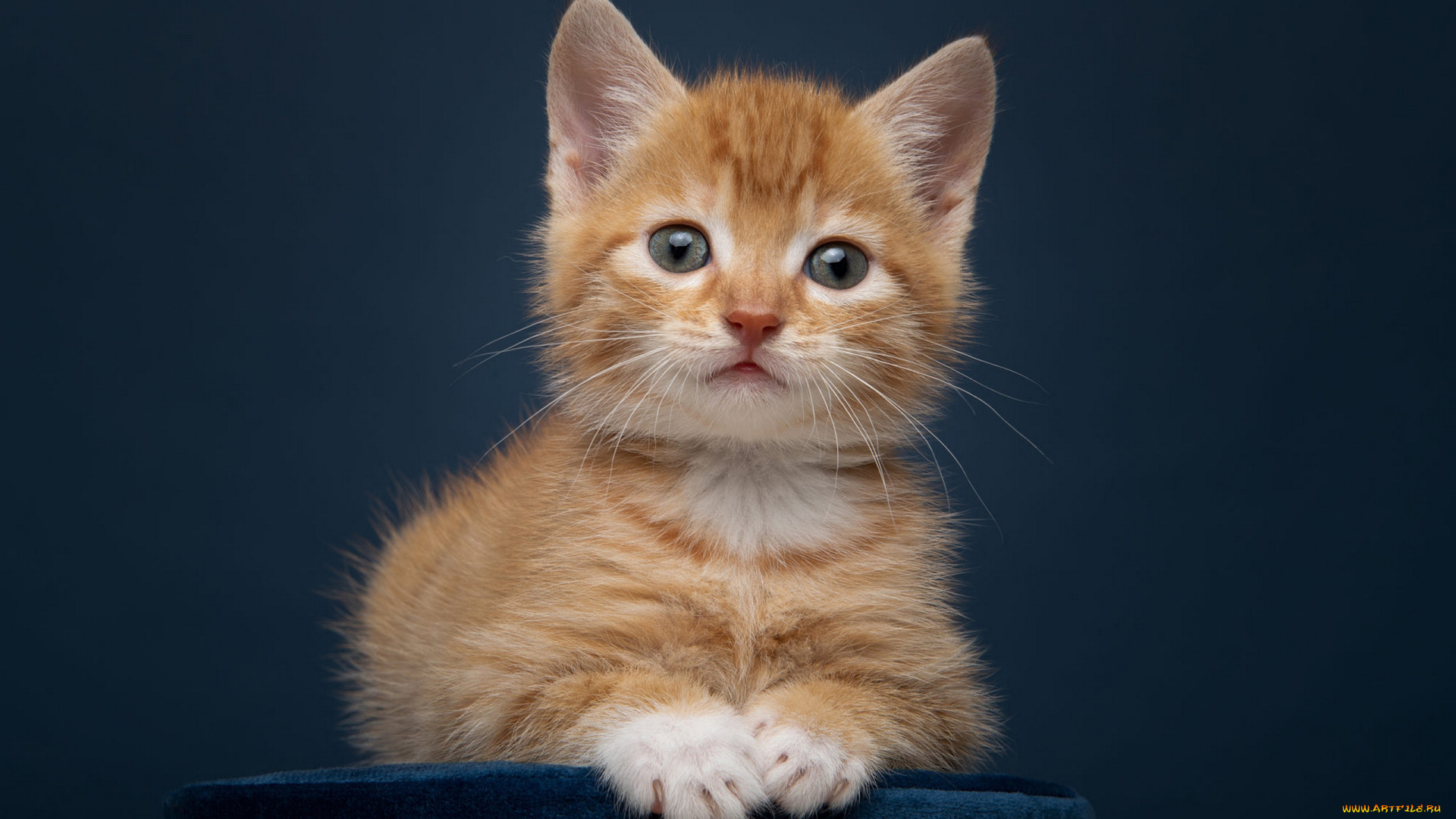 животные, коты, кошка, взгляд, поза, котенок, портрет, лапки, рыжий, лежит