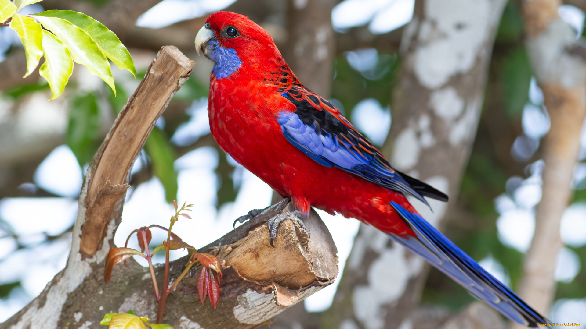 животные, попугаи, попугай