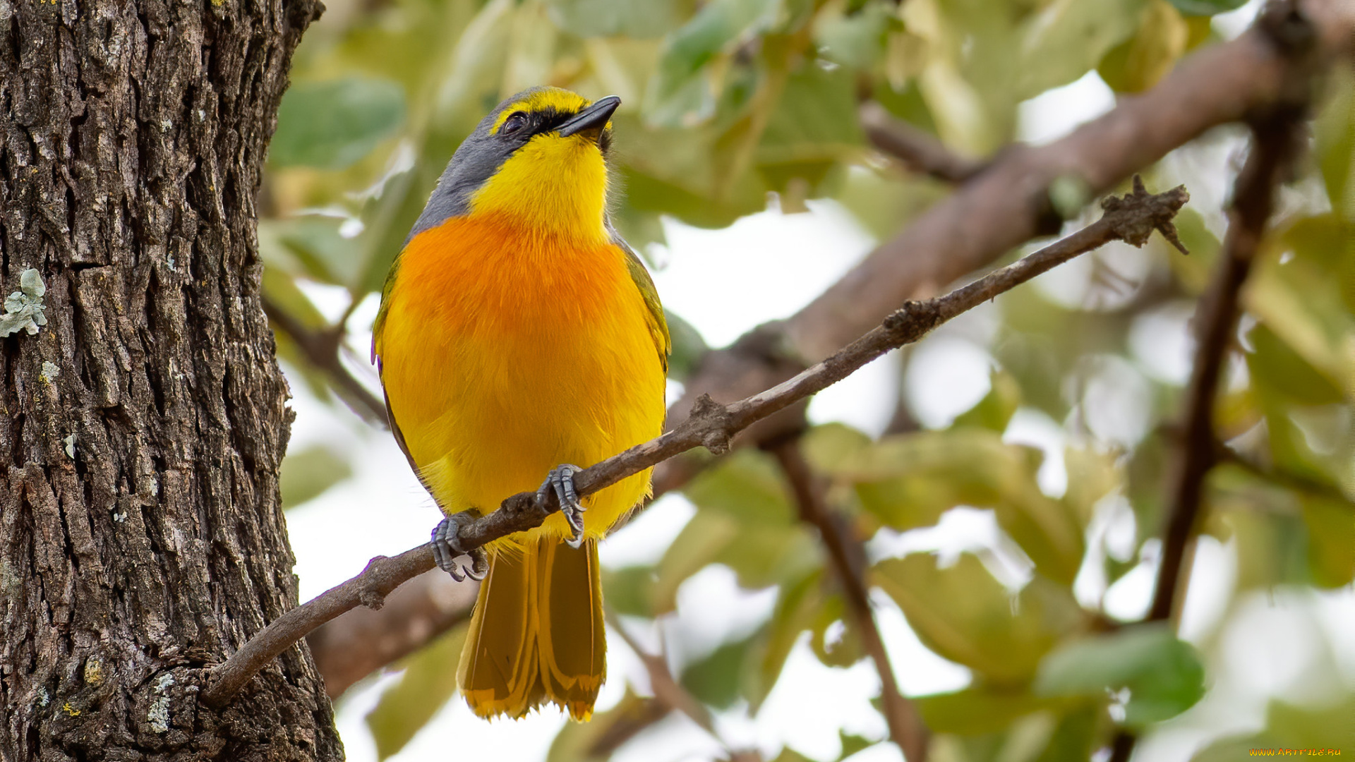 животные, птицы, птица