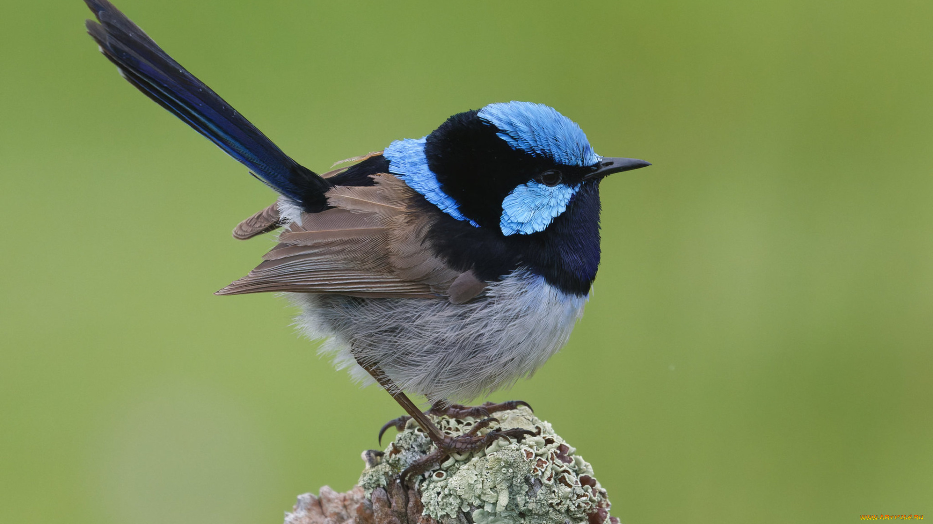 животные, птицы, птица