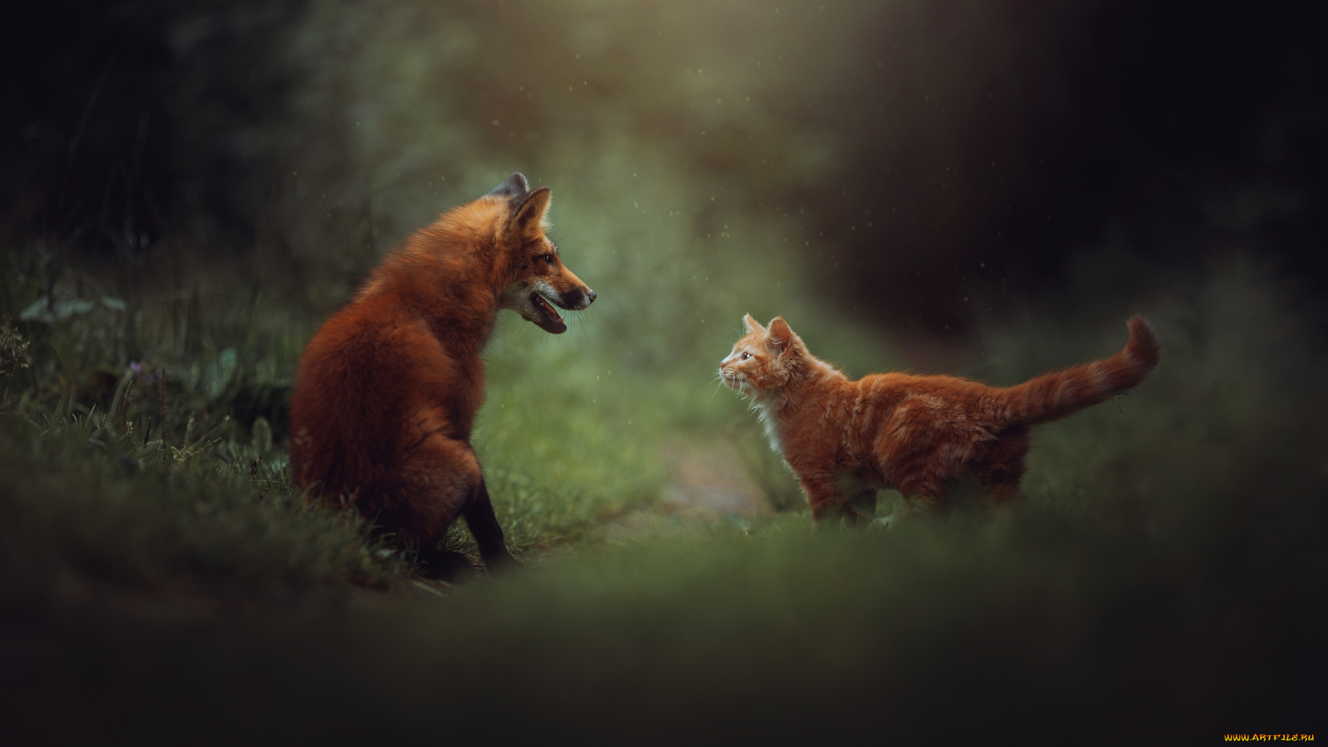 животные, разные, вместе, встреча, лиса, кот, кошка