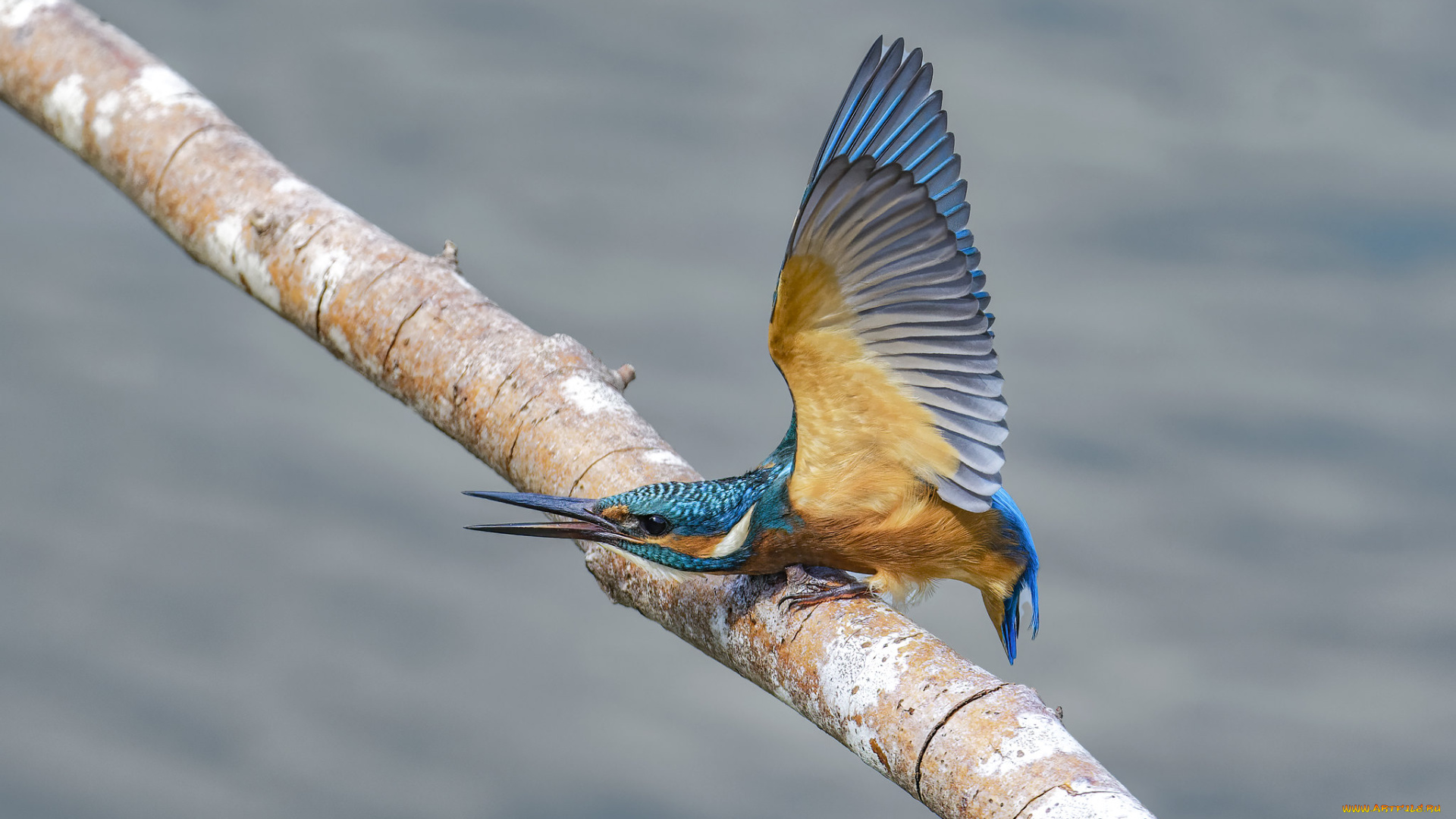 животные, зимородки, зимородок