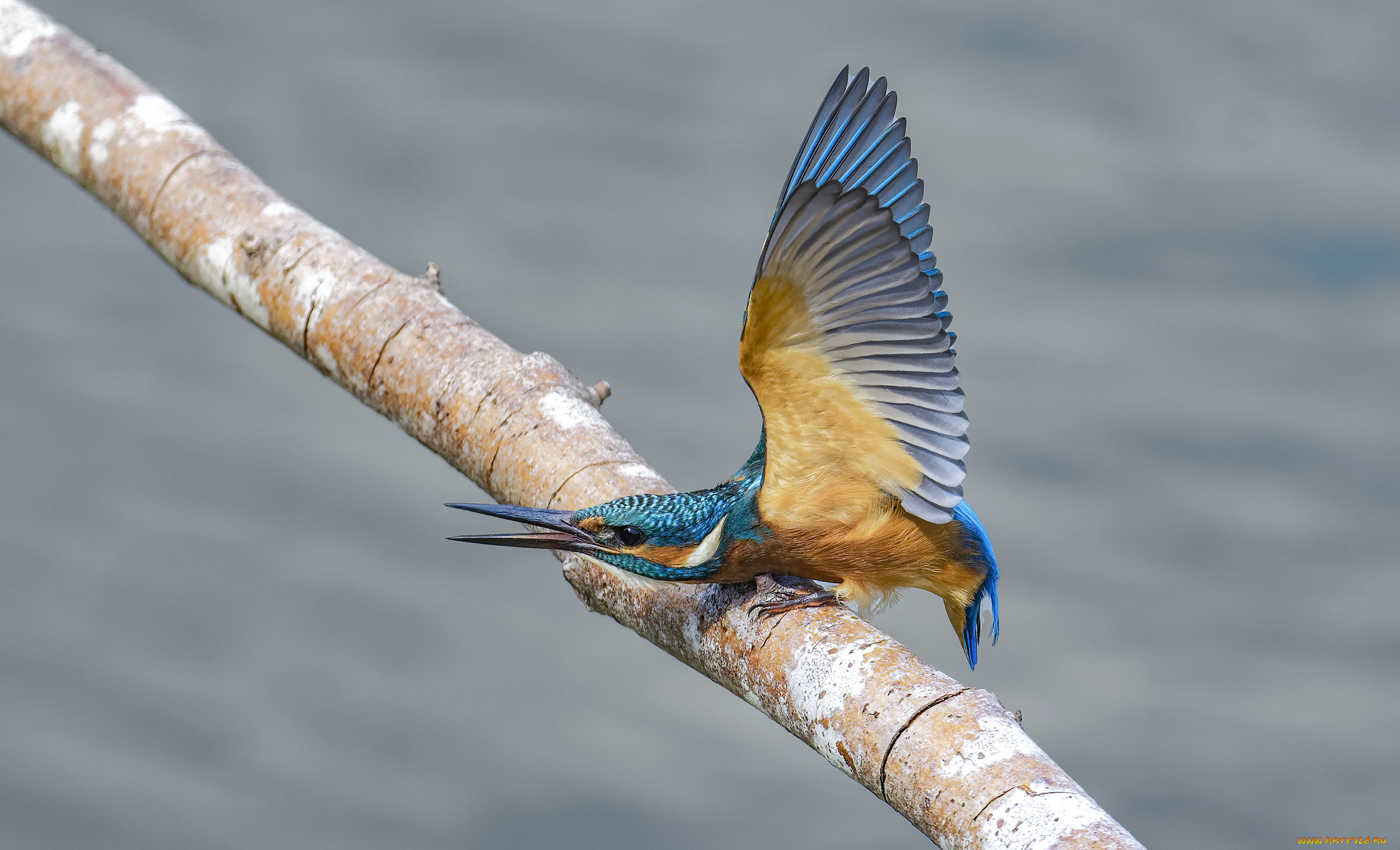 животные, зимородки, зимородок