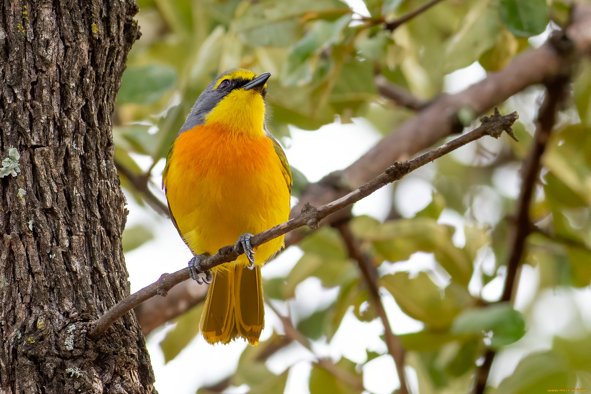 животные, птицы, птица