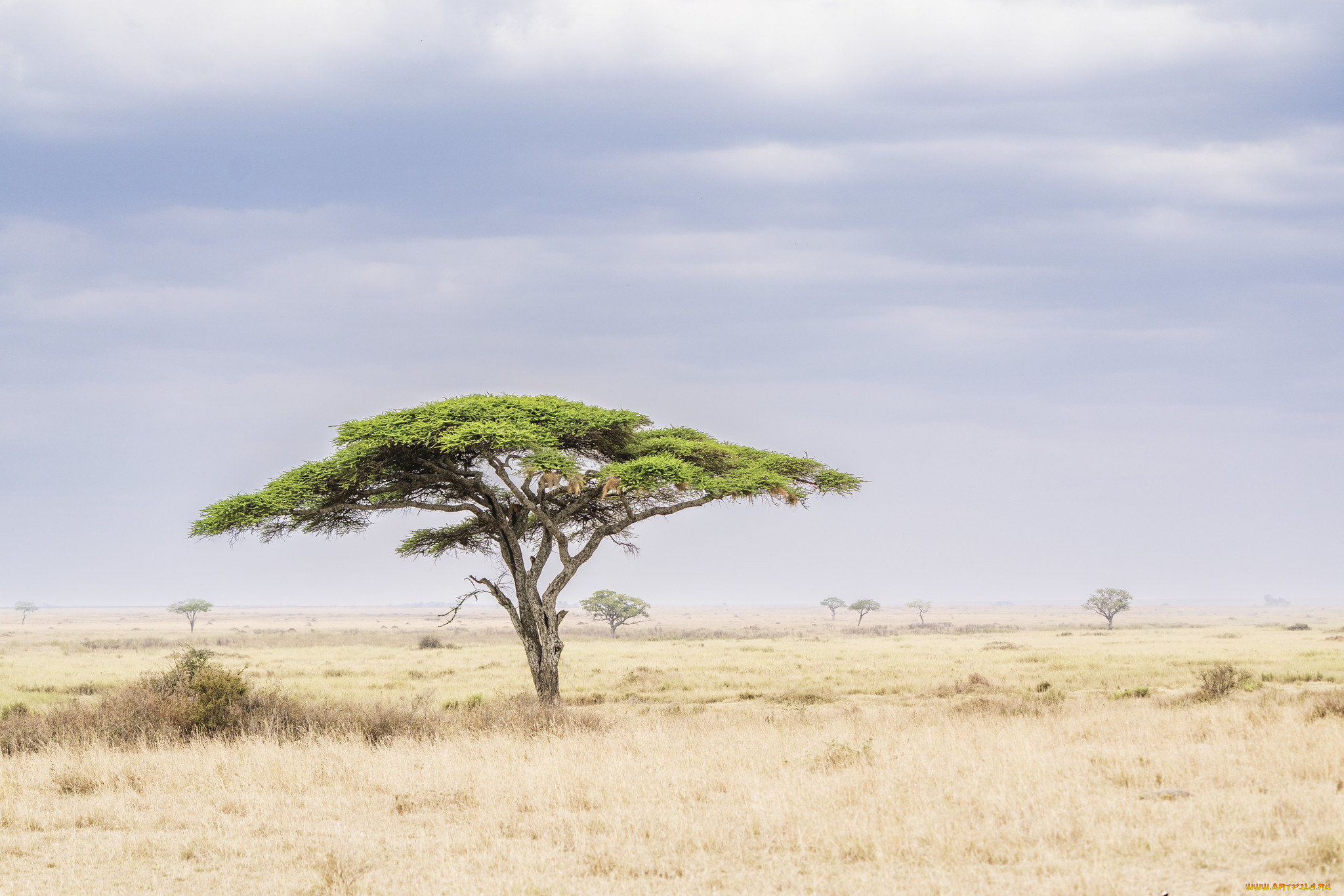 природа, пейзажи, саванна