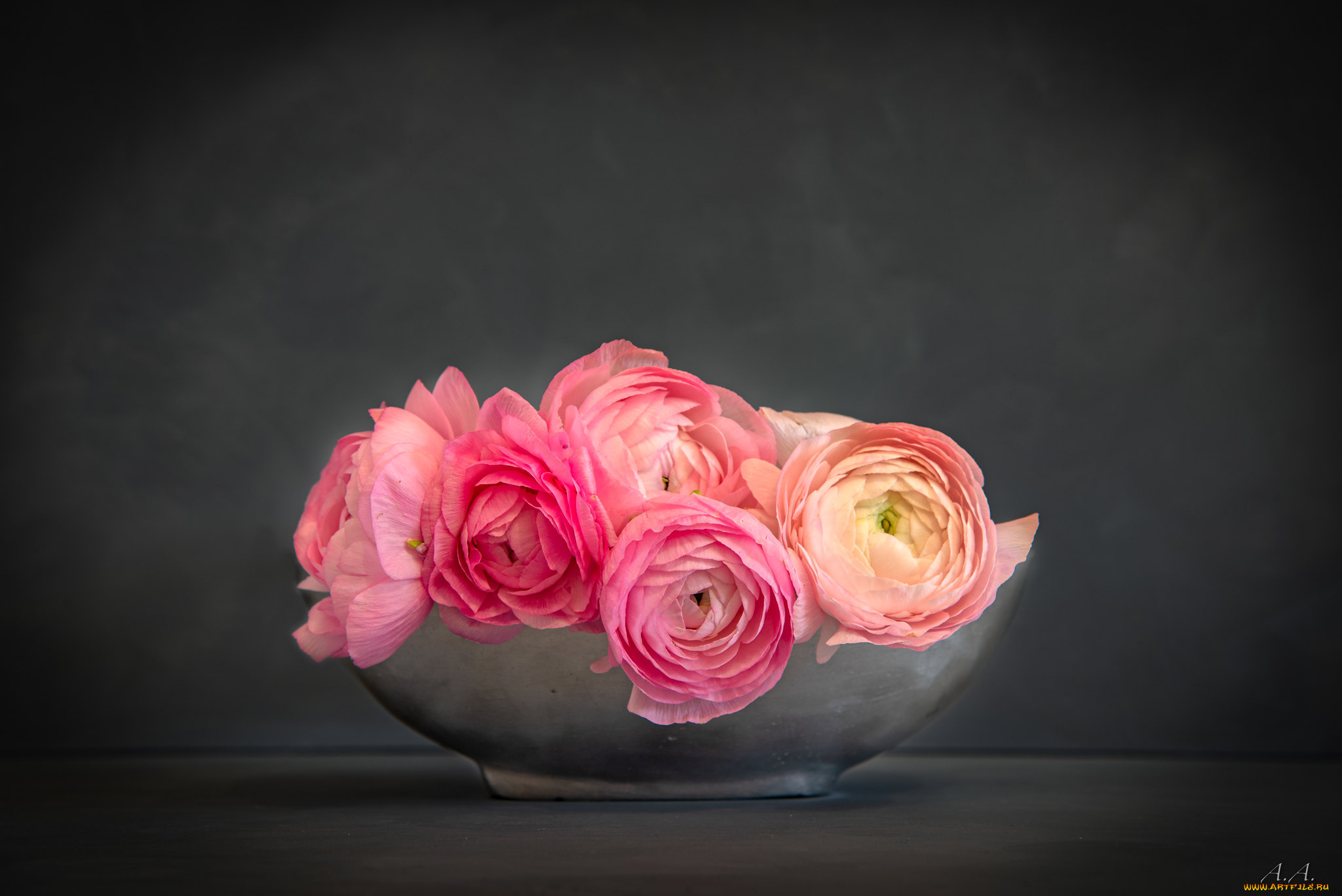 цветы, ранункулюс, , азиатский, лютик, букет, миска, фон, ротердам