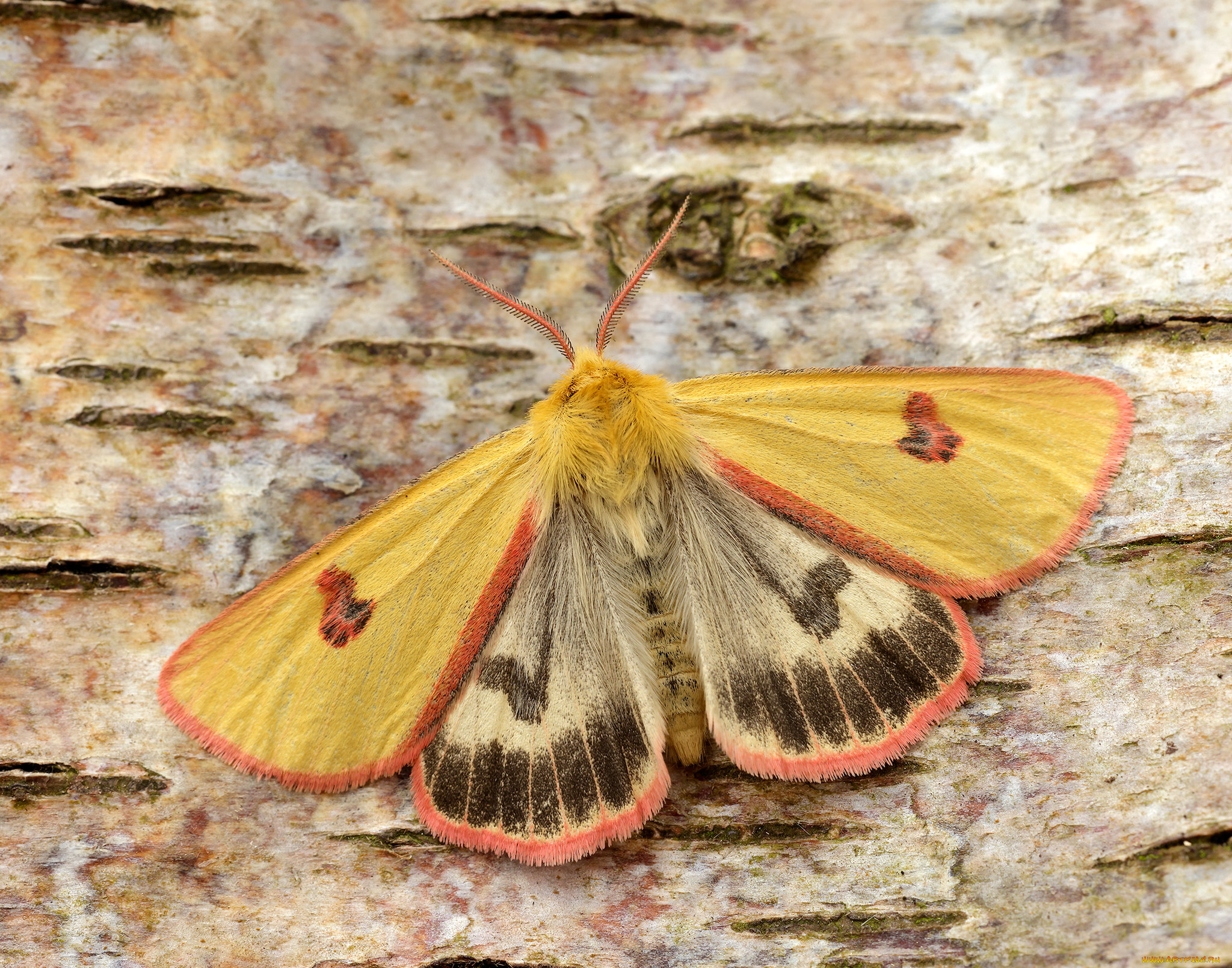 животные, бабочки, , мотыльки, , моли, моль