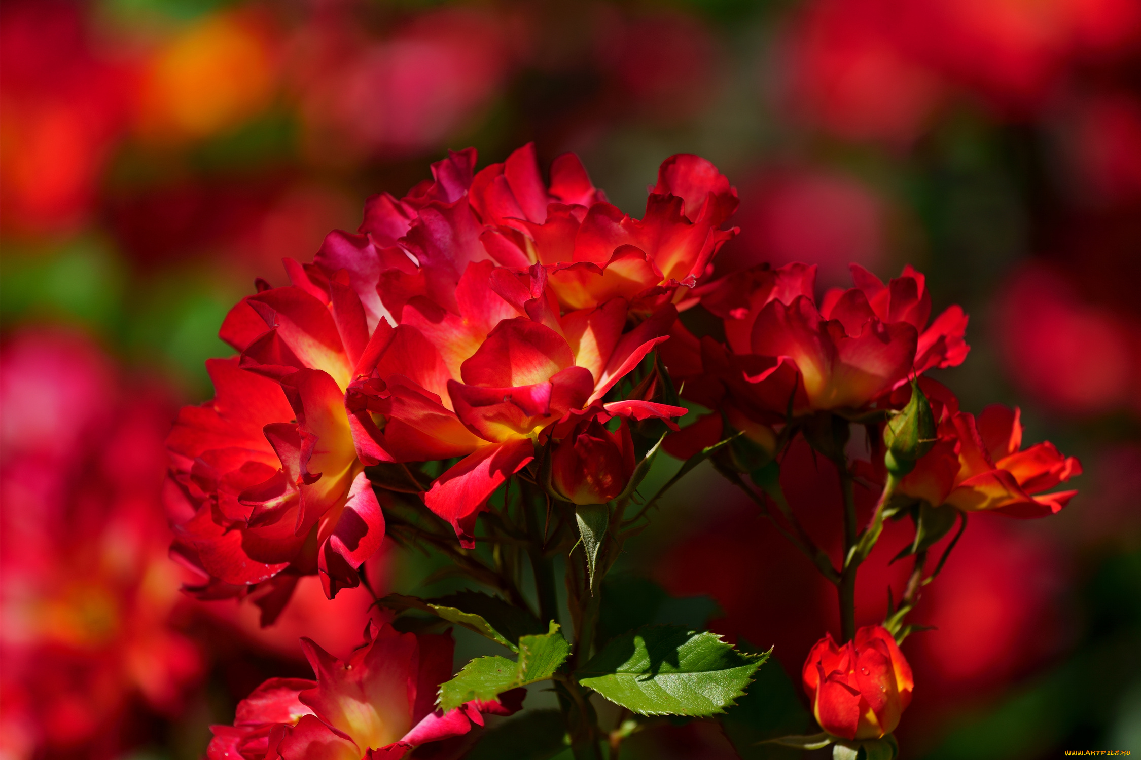 цветы, розы