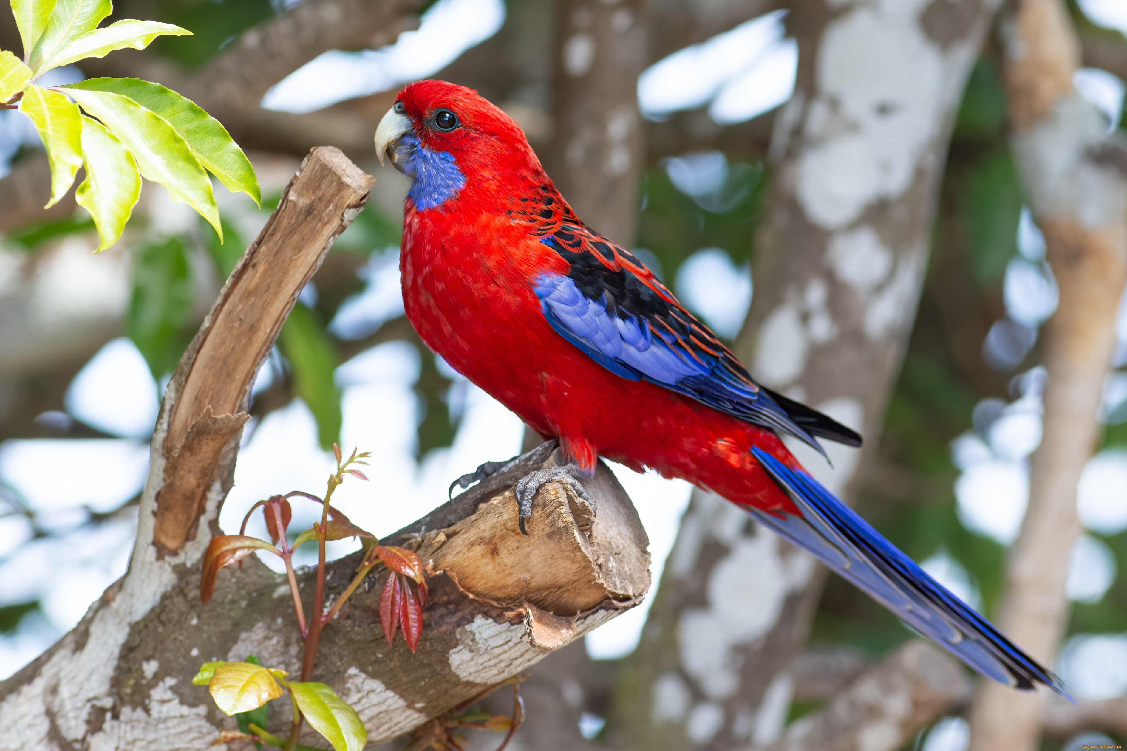 животные, попугаи, попугай