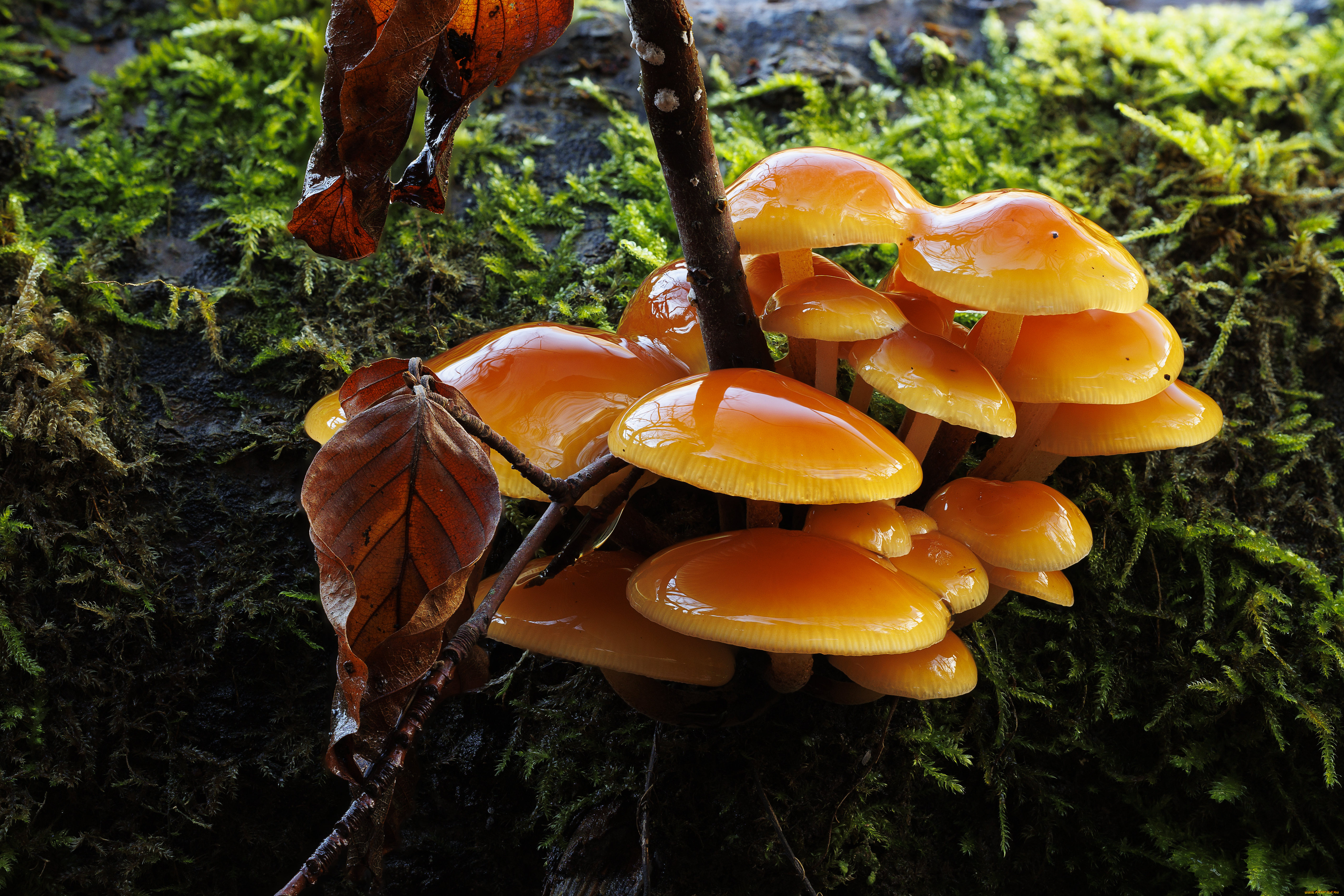 природа, грибы