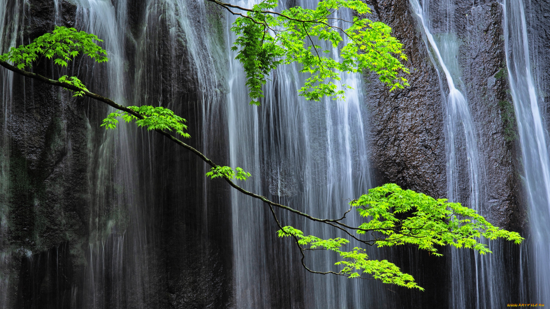 природа, водопады, водопад, скала, ветки
