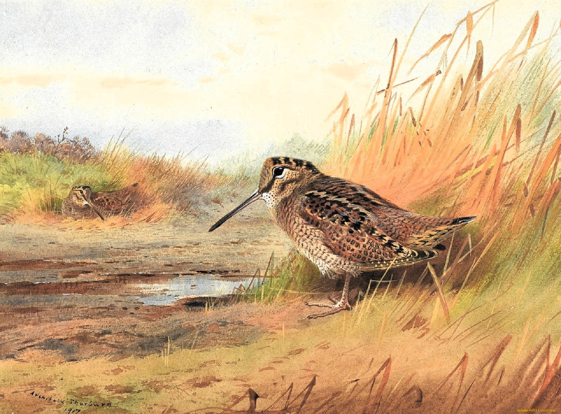рисованное, archibald, thorburn, вальдшнепы, лужа, трава