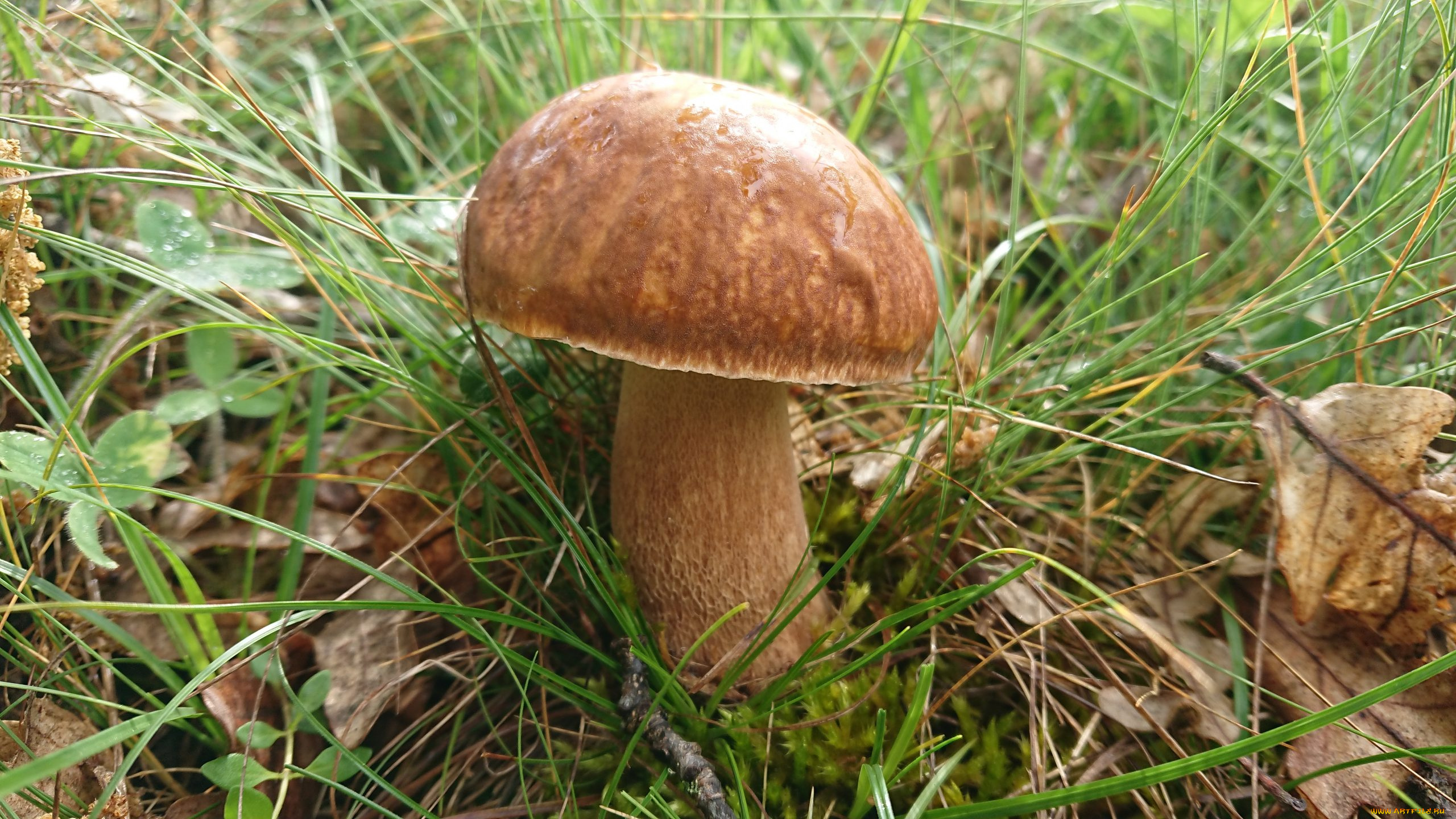 природа, грибы, боровик