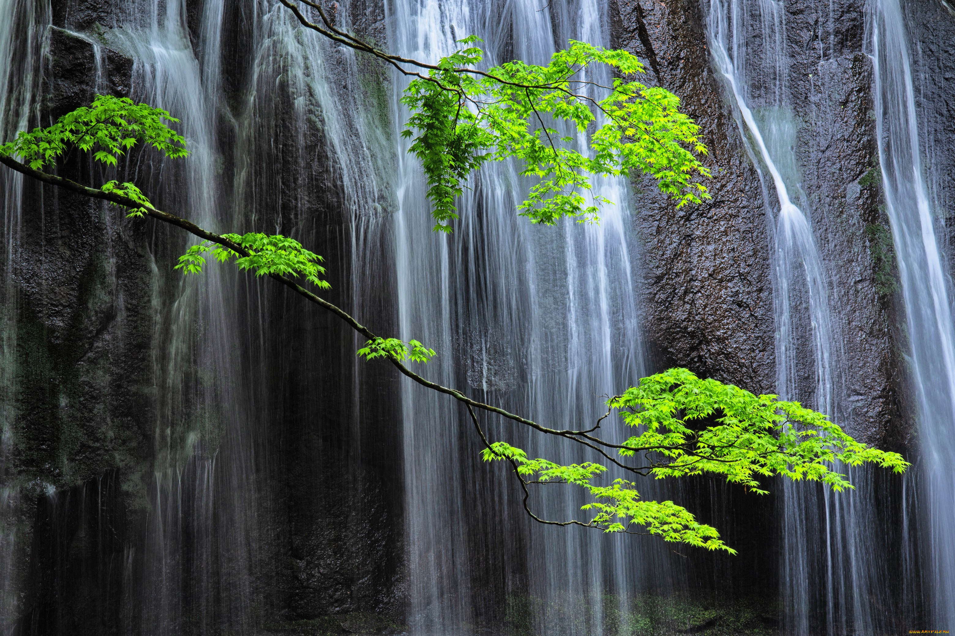 природа, водопады, водопад, скала, ветки