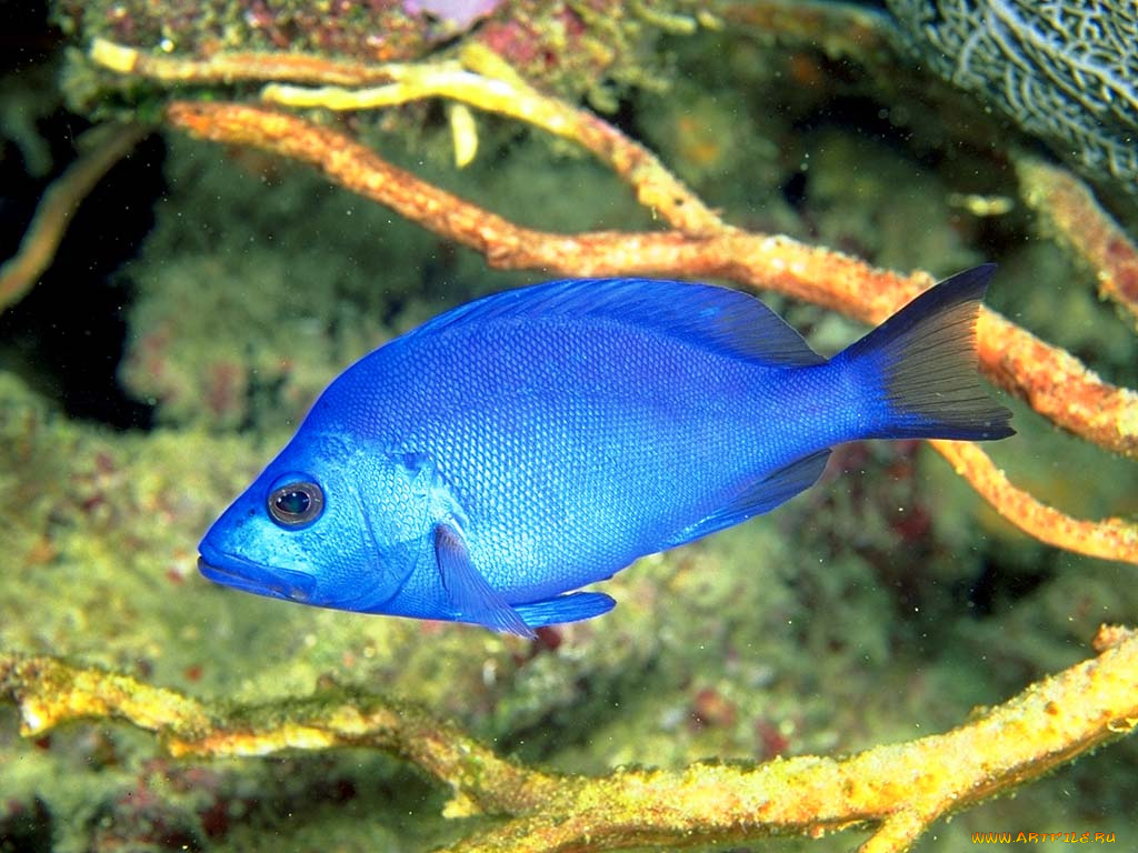 животные, рыбы