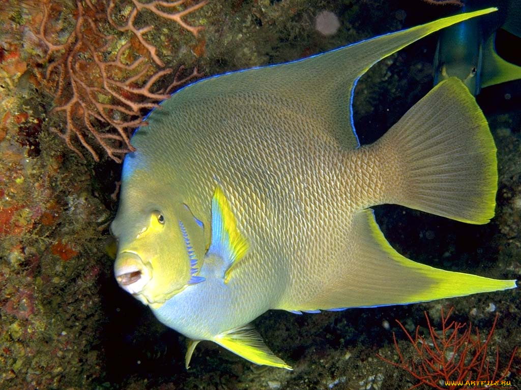 животные, рыбы