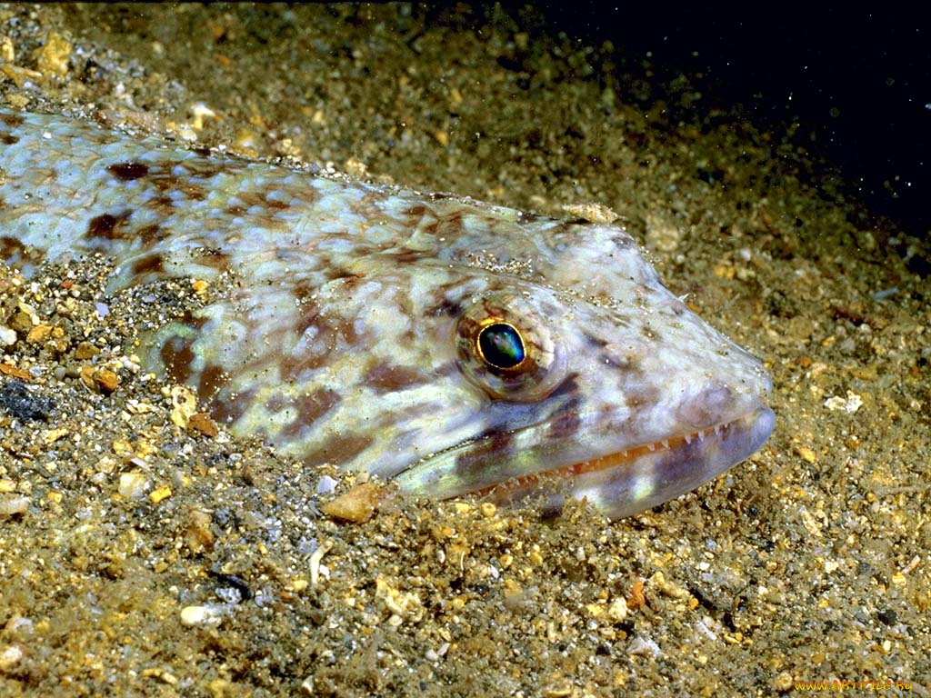 животные, рыбы