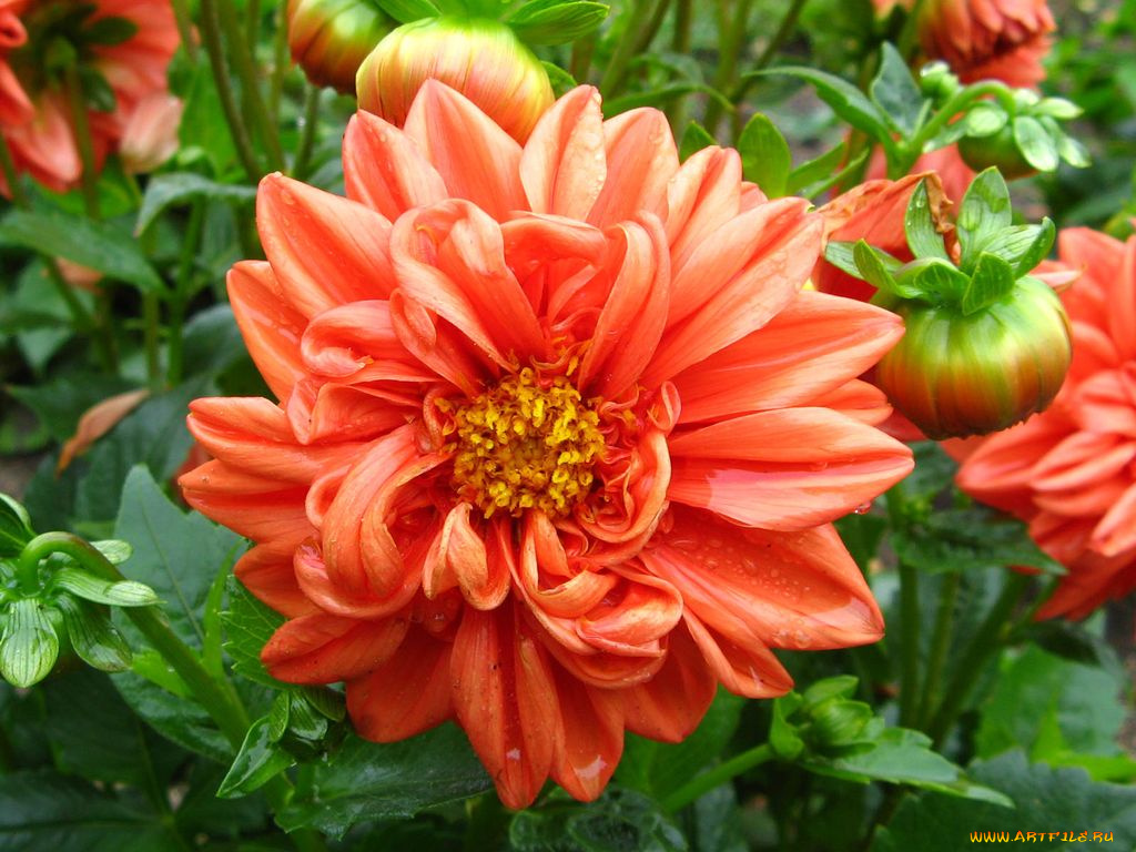 цветы, георгины