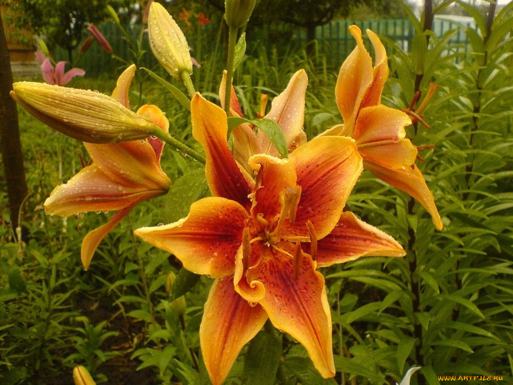 цветы, лилии, лилейники