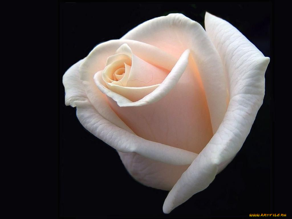 цветы, розы