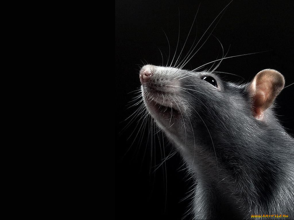 животные, крысы, мыши