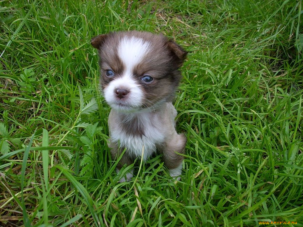 животные, собаки