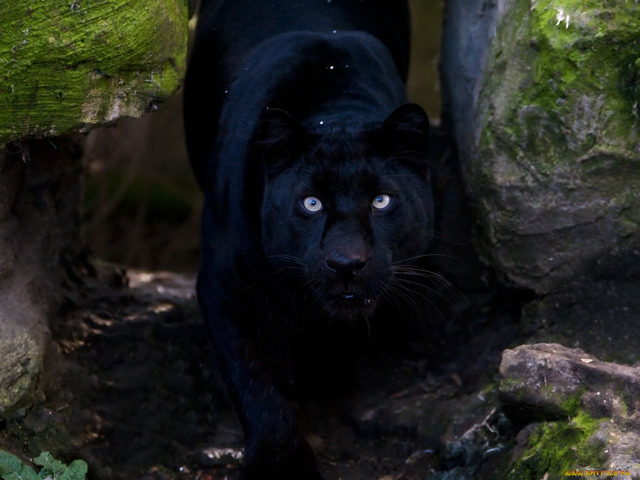 животные, пантеры