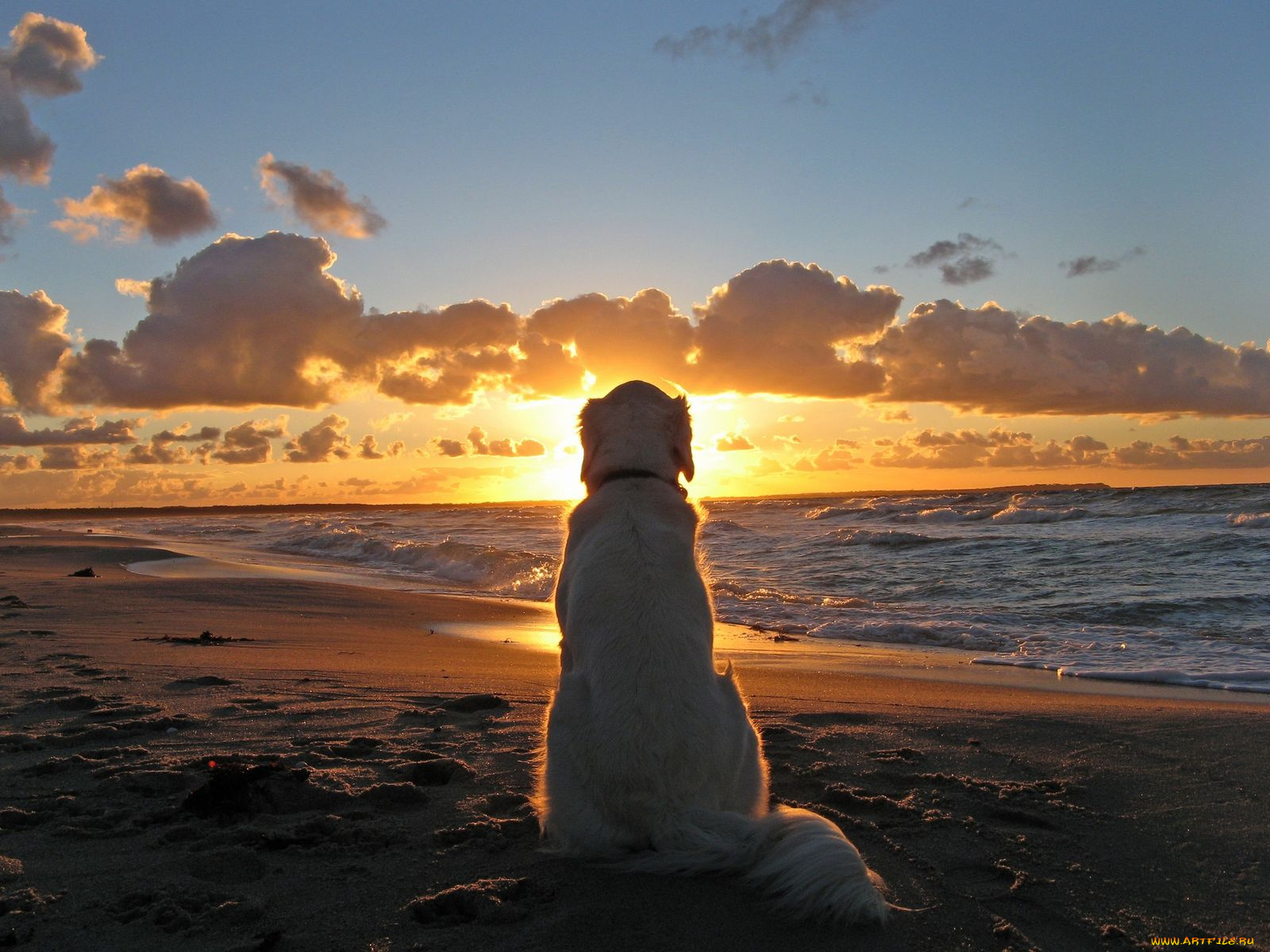 животные, собаки