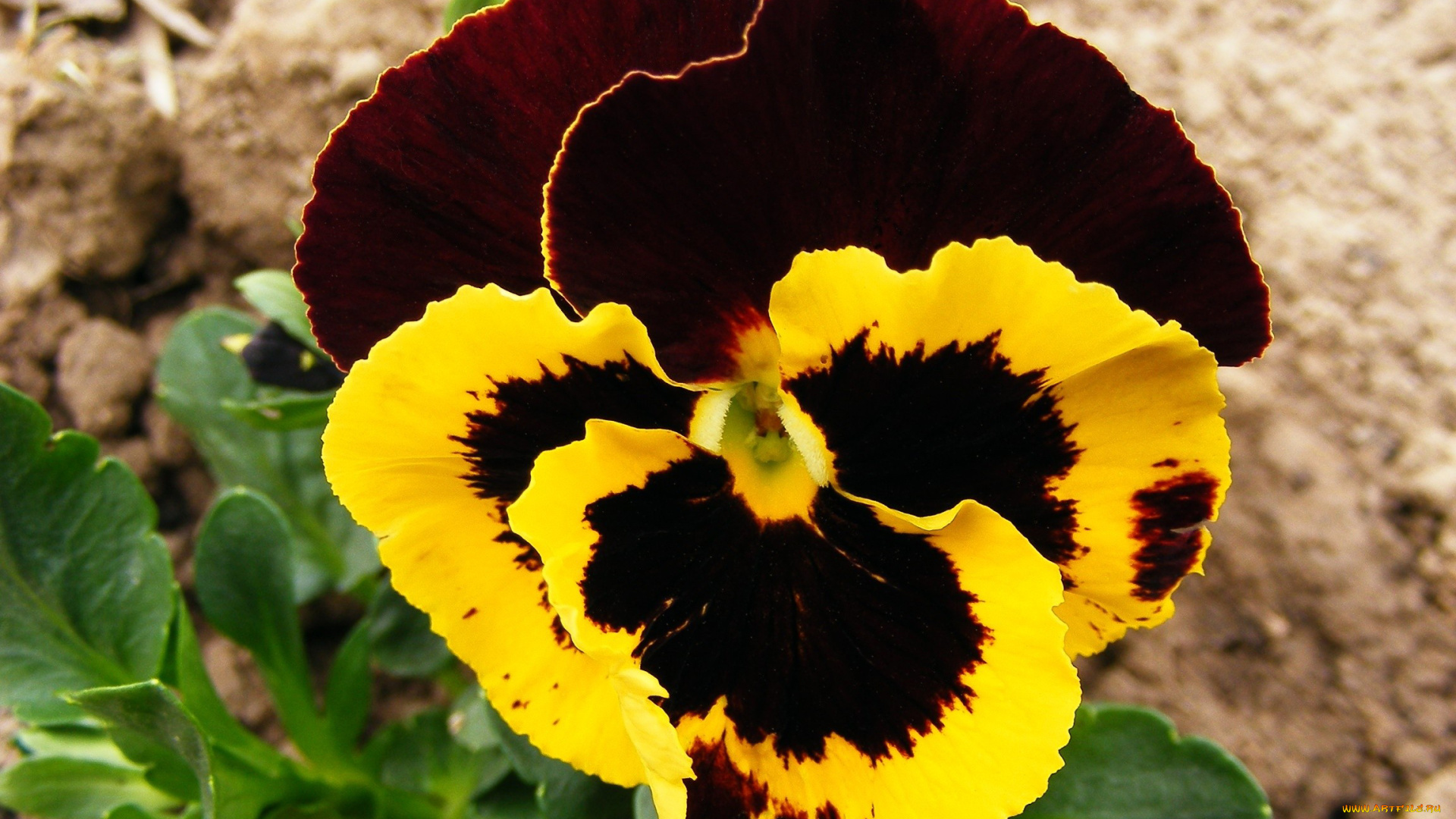 цветы, анютины, глазки, садовые, фиалки, яркий, двухцветный, макро