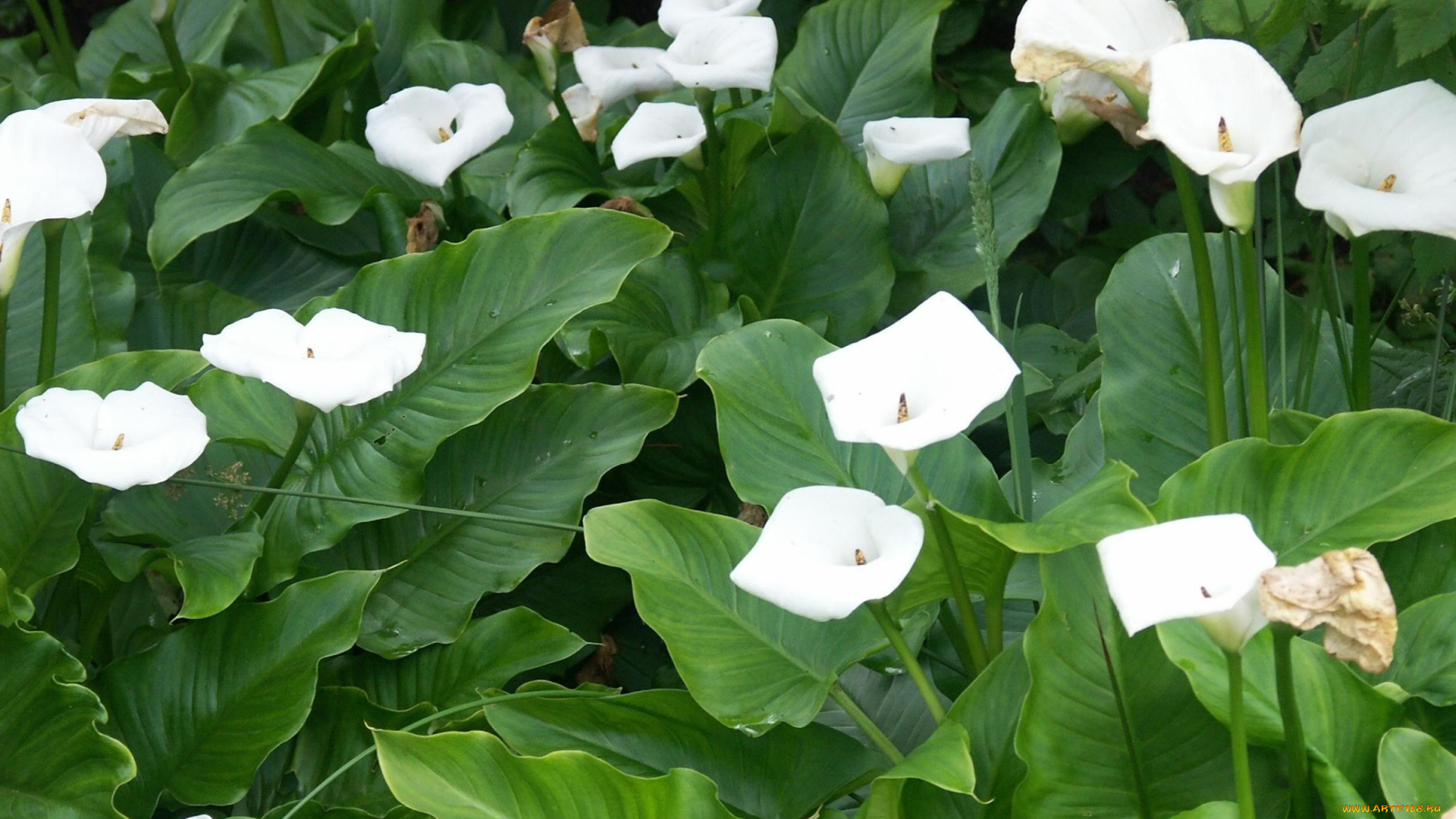 цветы, каллы, белый, листья