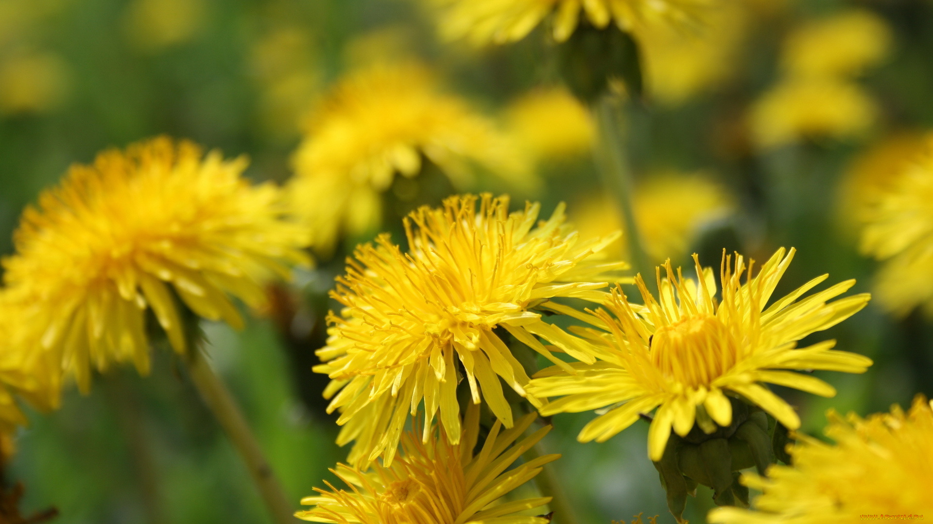 цветы, одуванчики