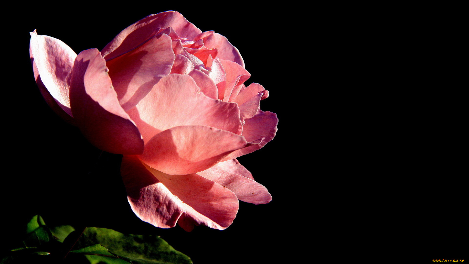 цветы, розы, роза, макро