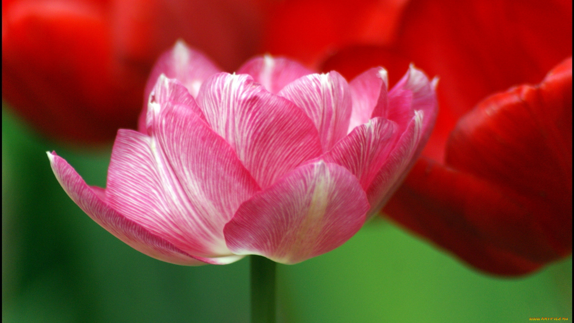 цветы, тюльпаны