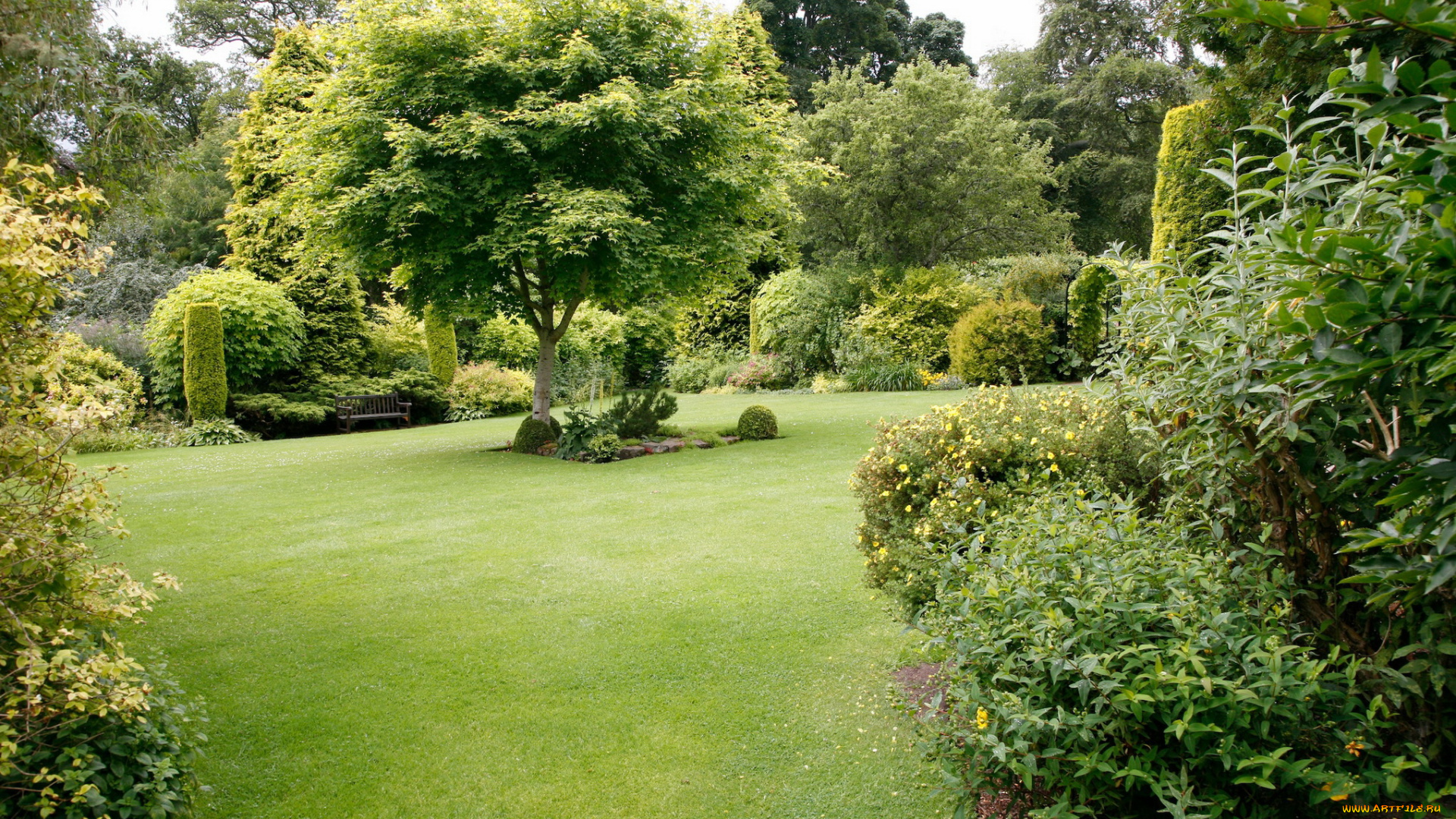 природа, парк, кусты, деревья, лужайка
