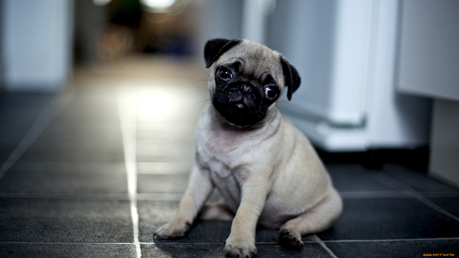животные, собаки, мопс, щенок, друг, дом