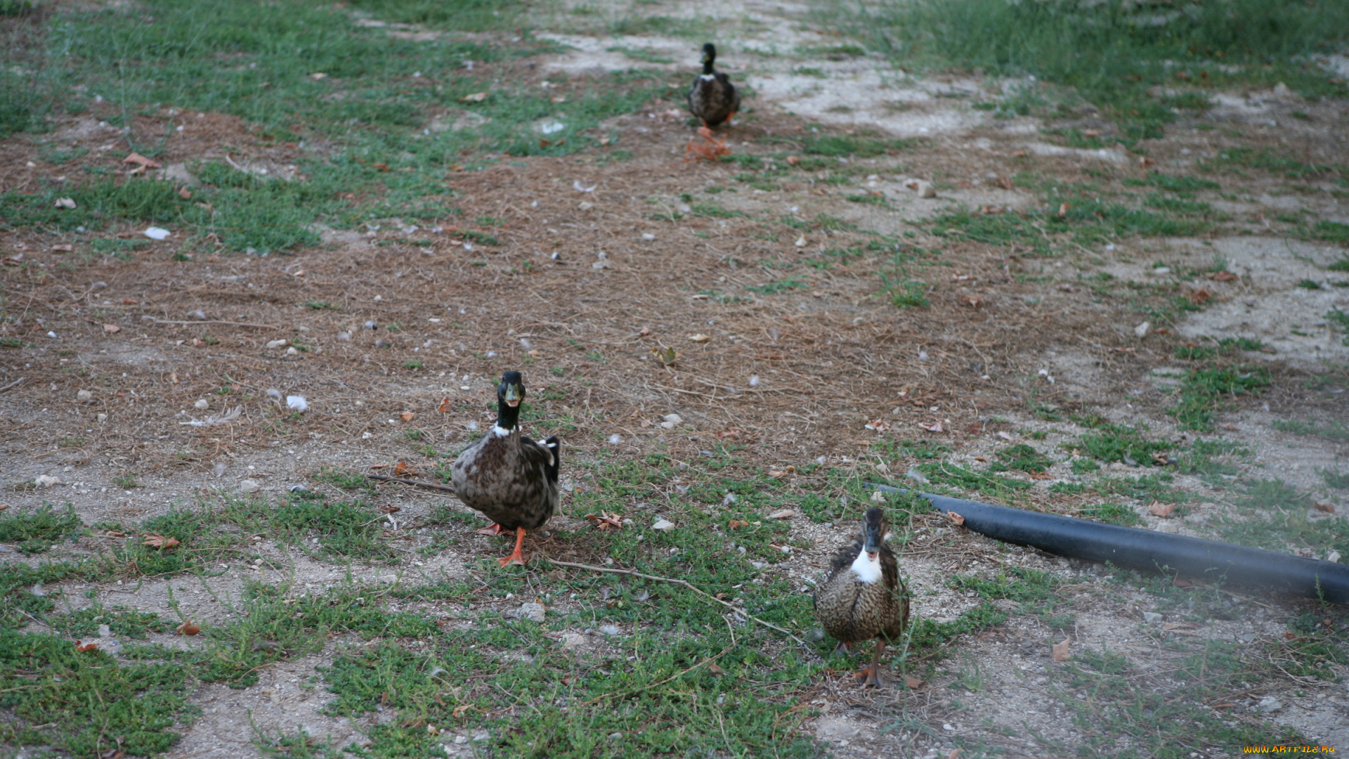 животные, утки, трава, птицы