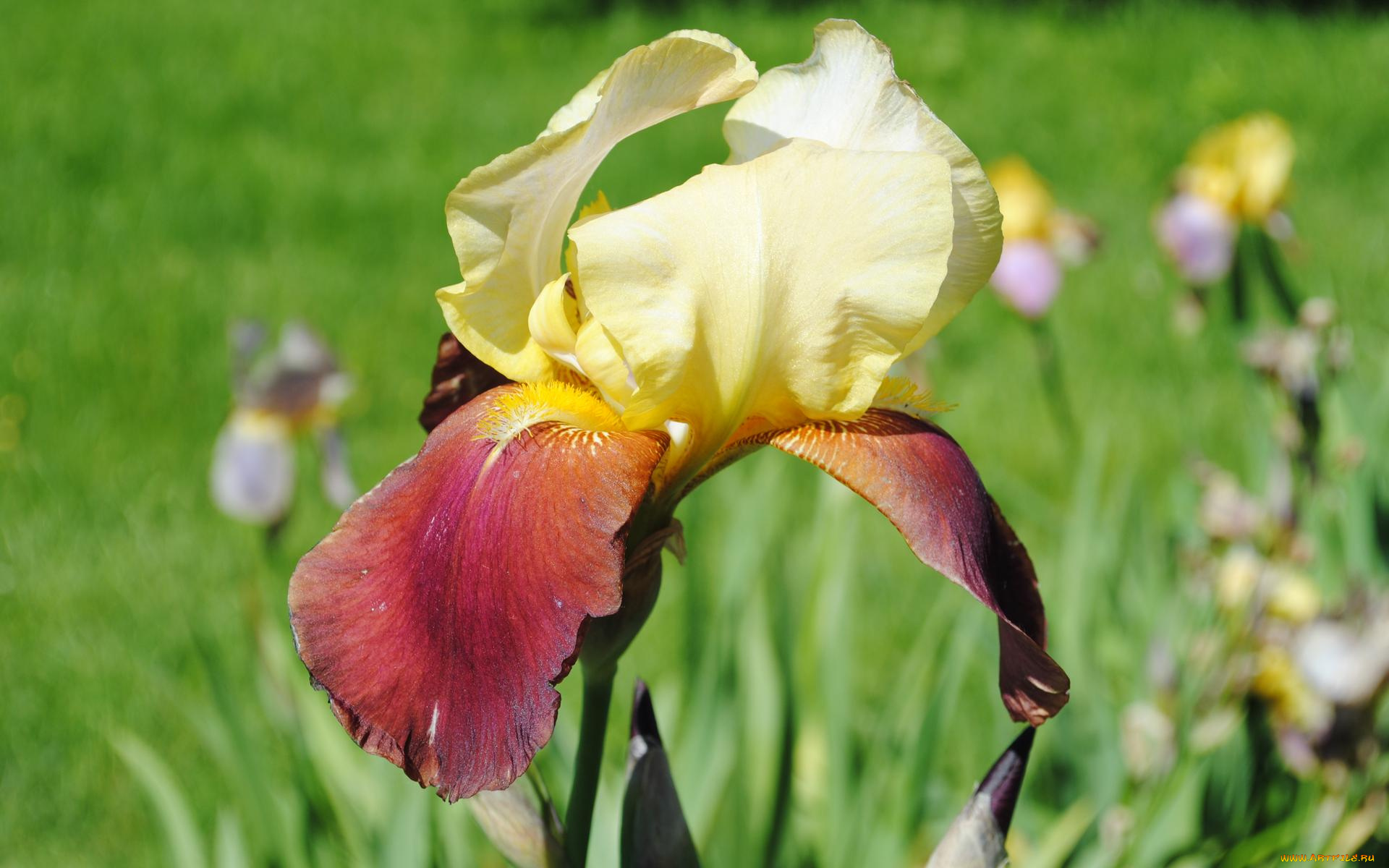 цветы, ирисы, макро, двухцветный