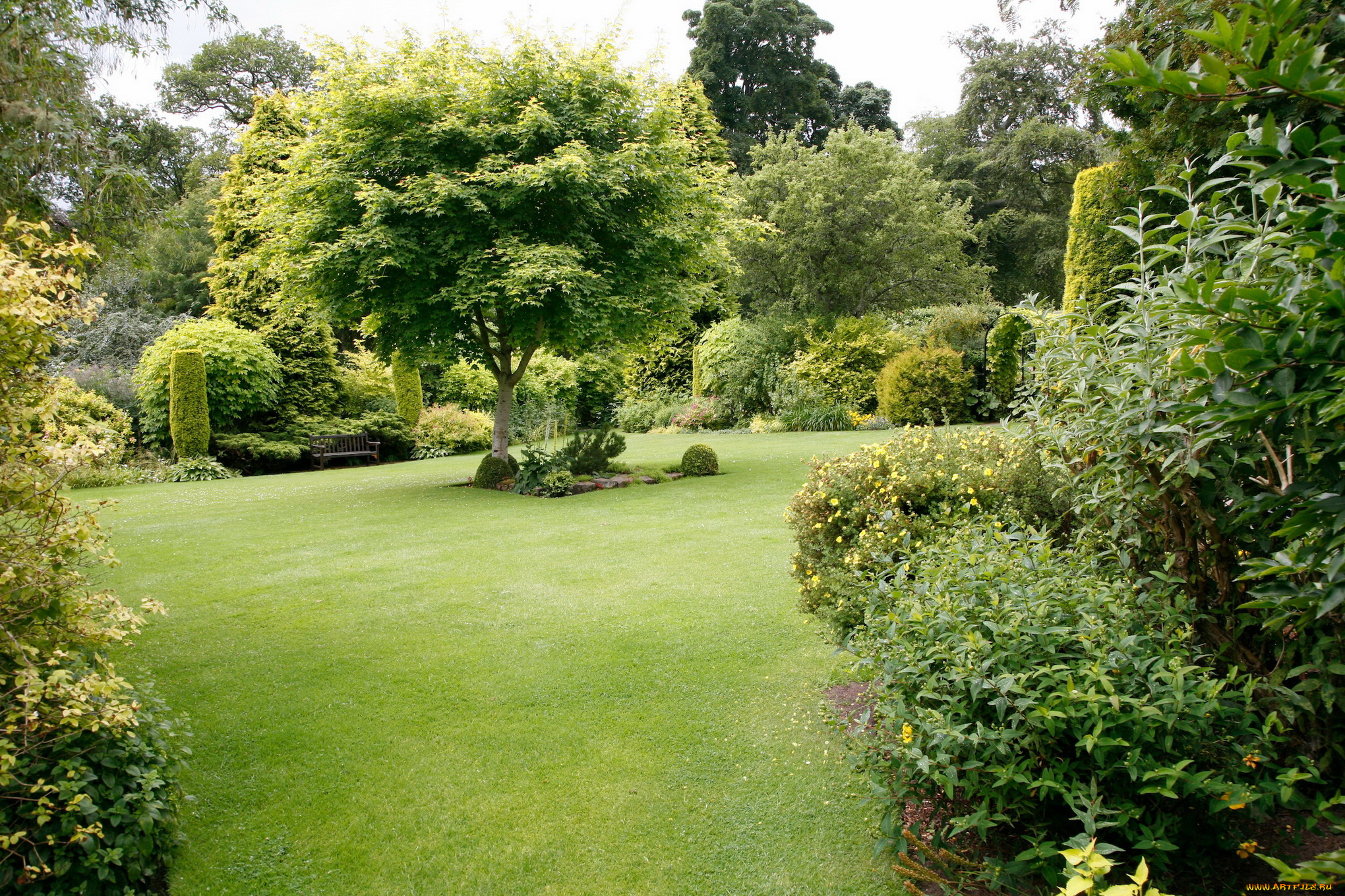 природа, парк, кусты, деревья, лужайка